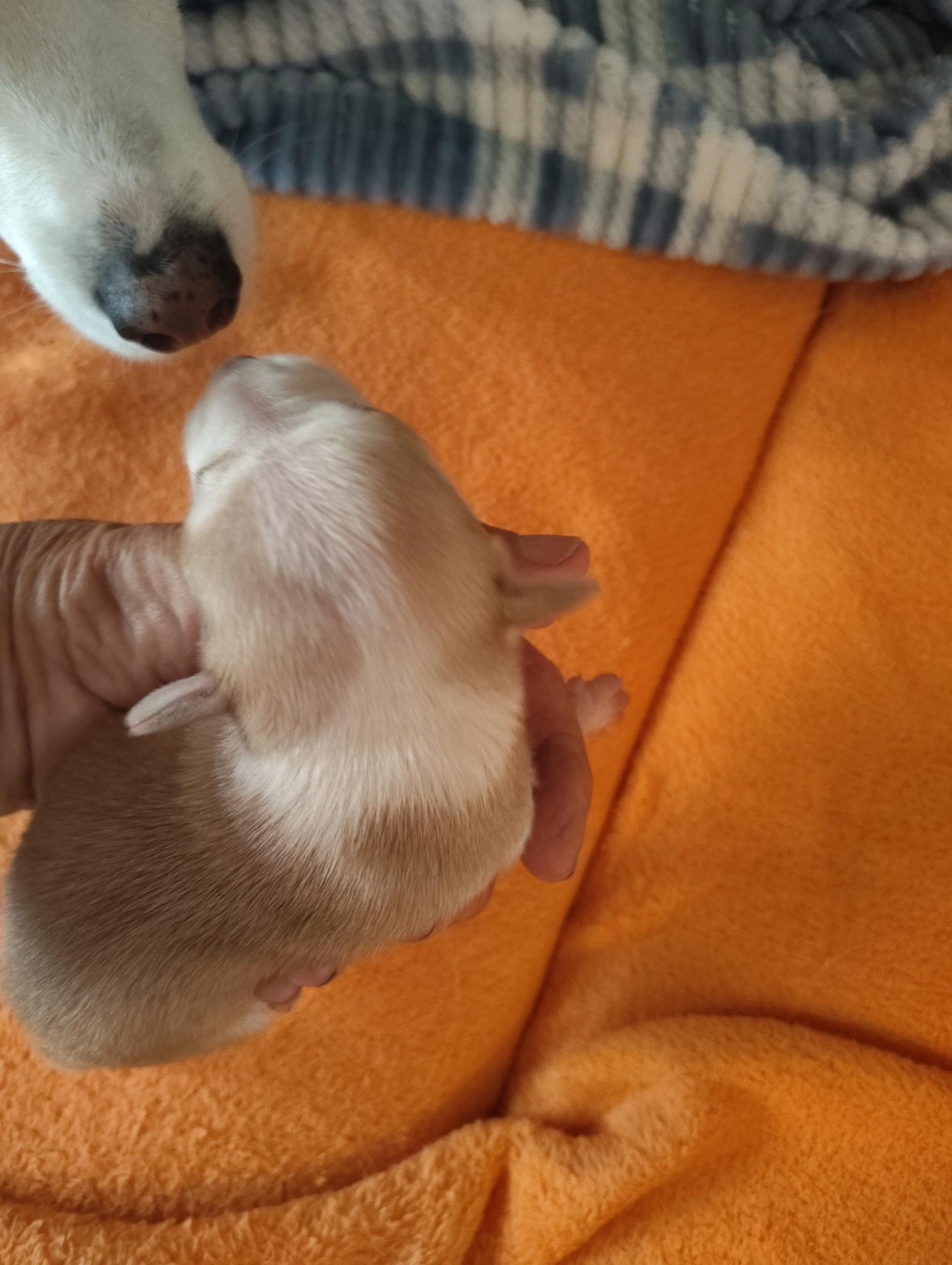 Lucie, Adoptable, Puppy Female Chihuahua & Dachshund.