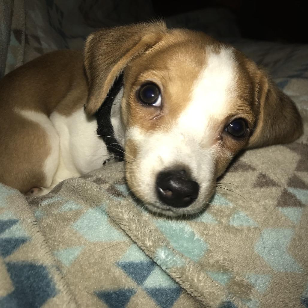 Annie, Adoptable, Puppy Female Beagle & Mixed Breed.