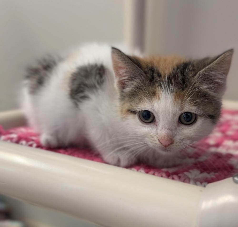Enlarge Topaz, a Adoptable mixed breed in Bemidji, MN image 2/2