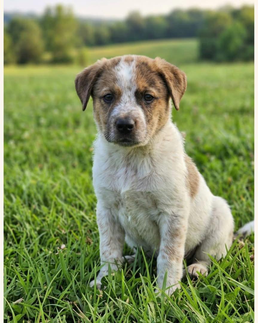 Scout, Adoptable, Puppy Female Australian Cattle Dog / Blue Heeler & Terrier.
