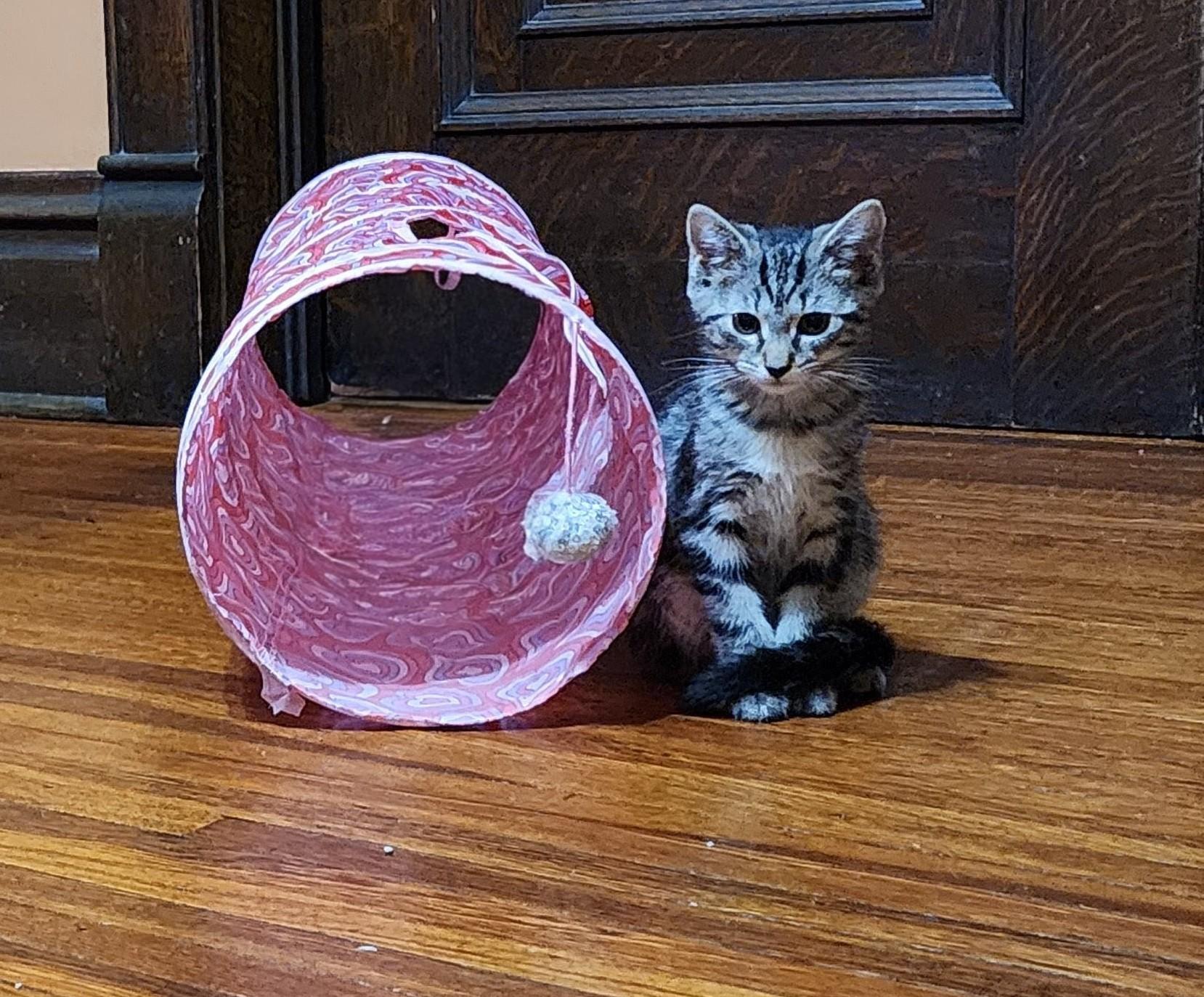 Muffin, a Adoptable Domestic Short Hair in Logansport, IN image 2/3