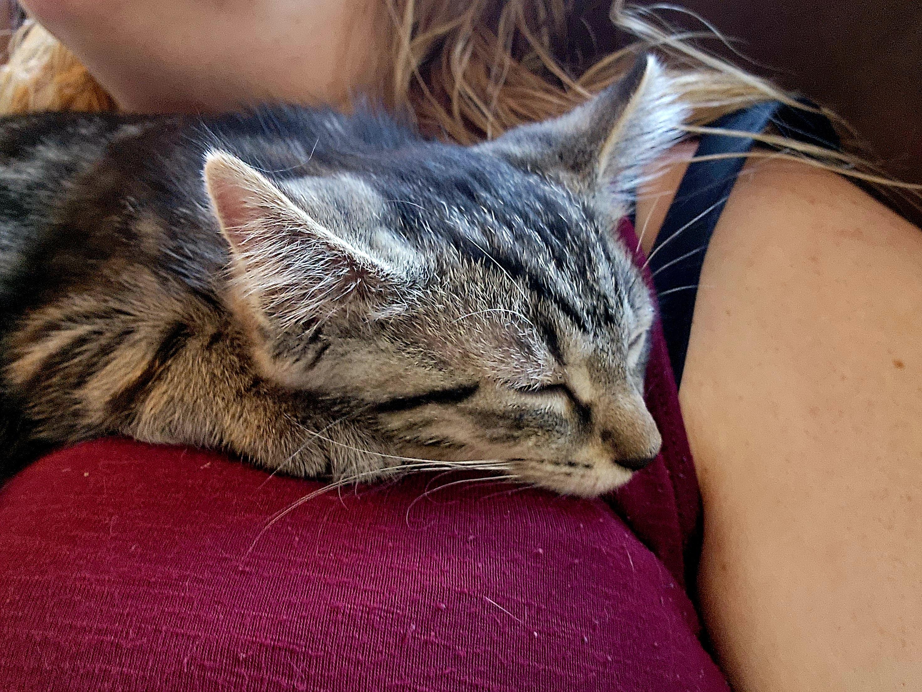 Muffin, a Adoptable Domestic Short Hair in Logansport, IN image 3/3