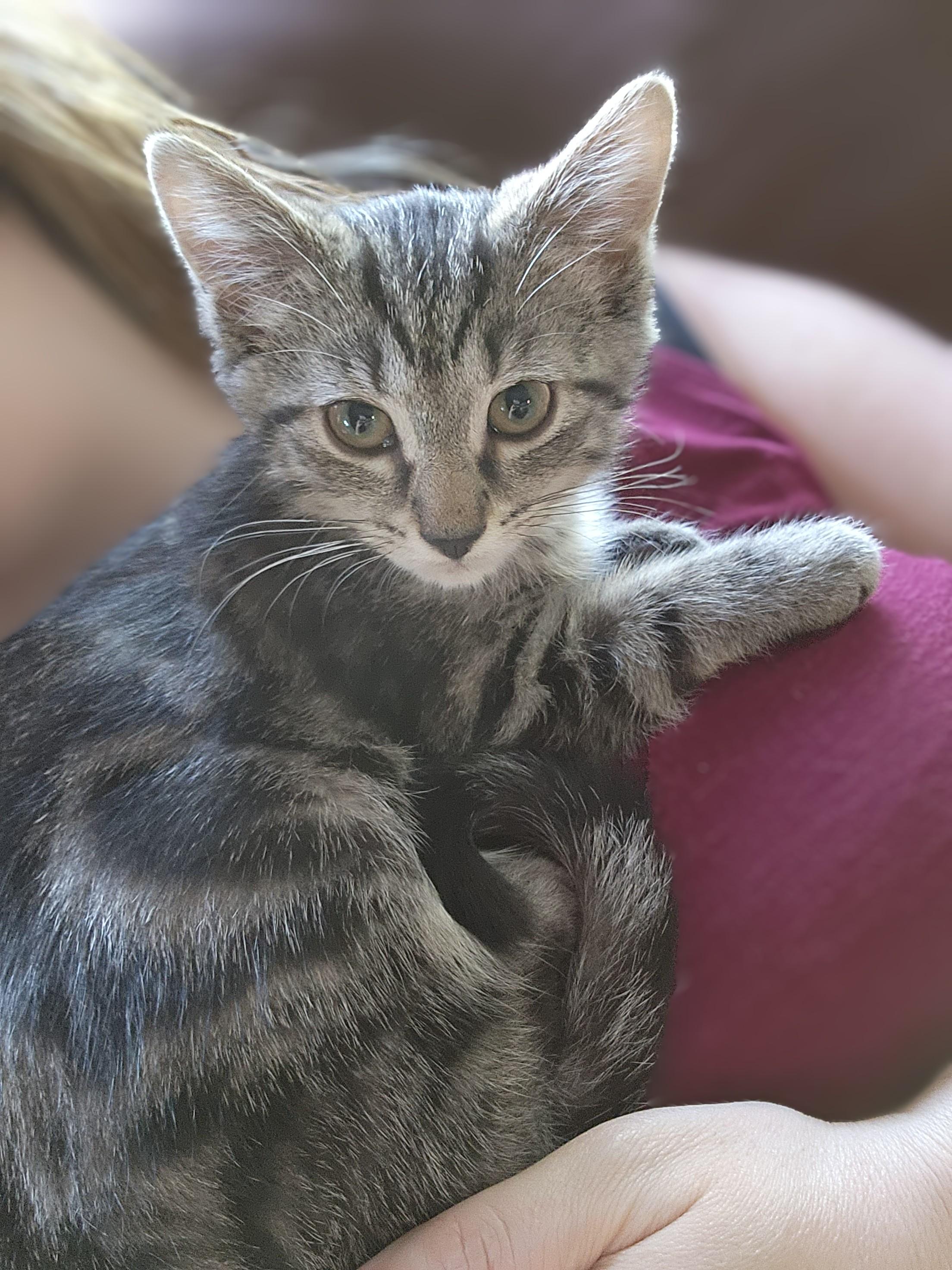 Muffin, a Adoptable Domestic Short Hair in Logansport, IN image 1/3