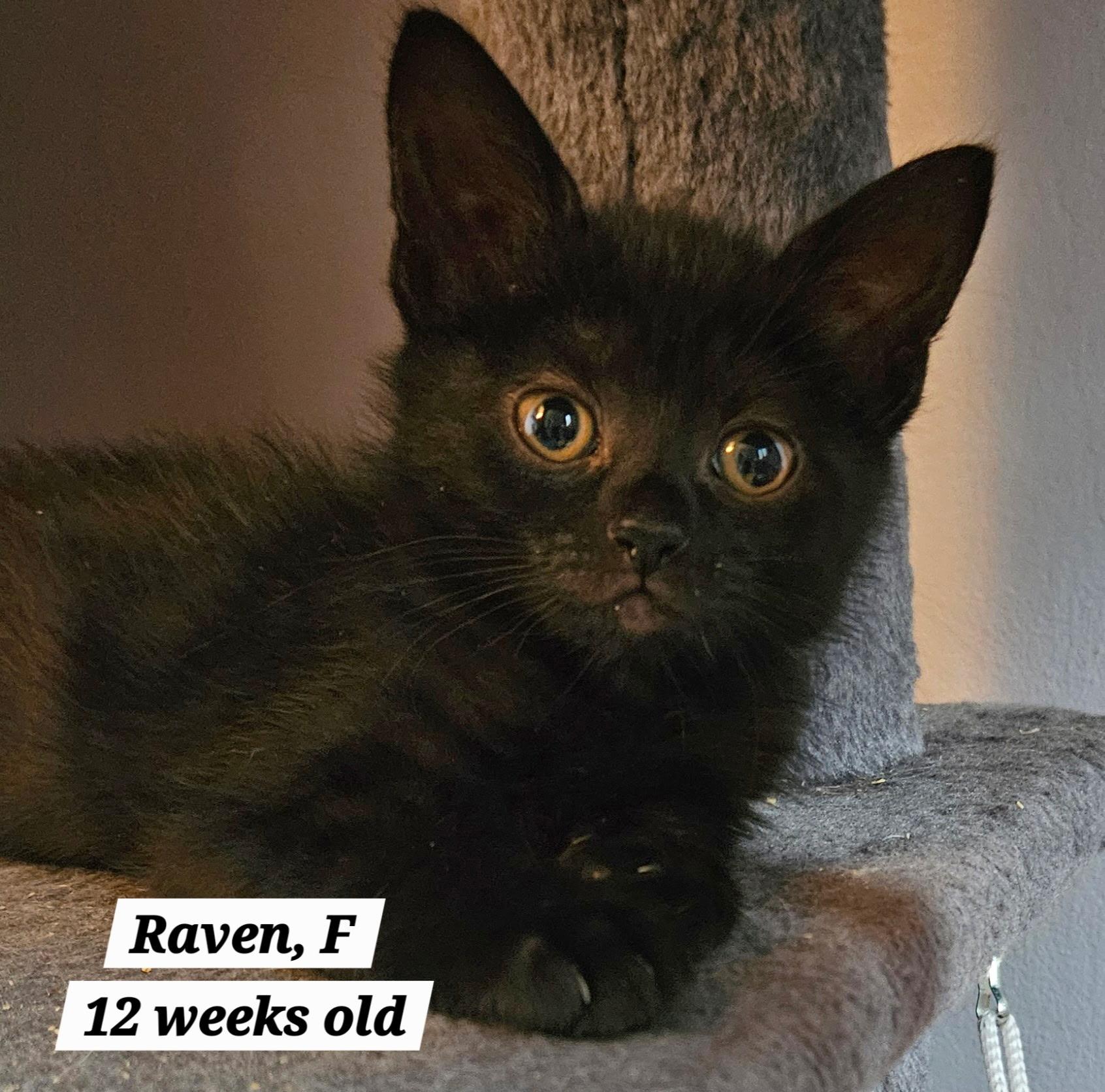 Raven, ADOPTABLE, Kitten Female Domestic Short Hair.