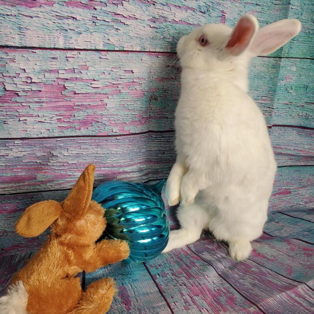 Jasmine (bonded to Ricotta), a Adoptable Florida White in Murrieta, CA image 1/3