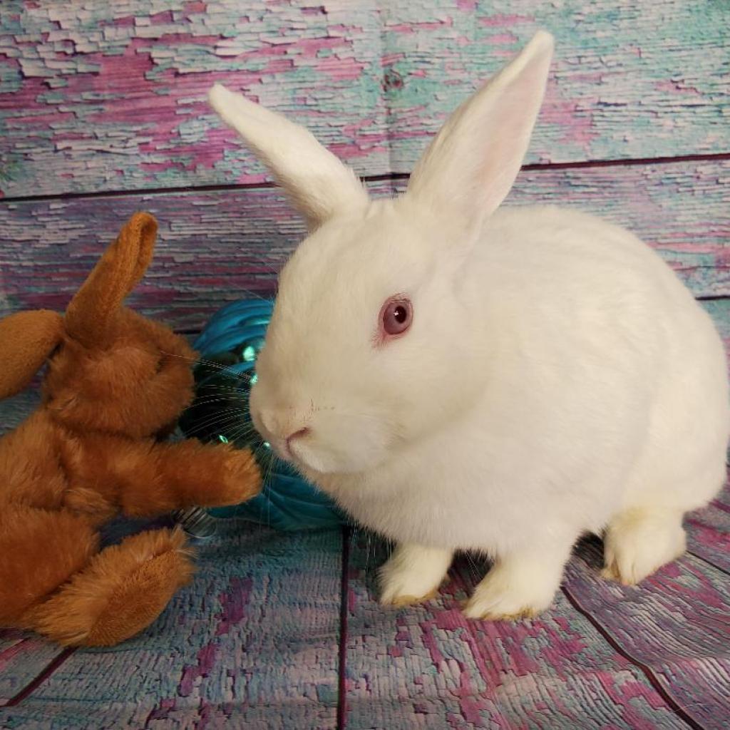 Jasmine (bonded to Ricotta), a Adoptable Florida White in Murrieta, CA image 2/3