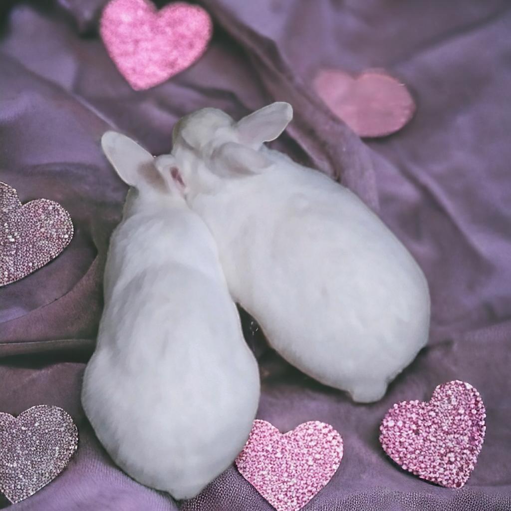 Jasmine (bonded to Ricotta), a Adoptable Florida White in Murrieta, CA image 3/3