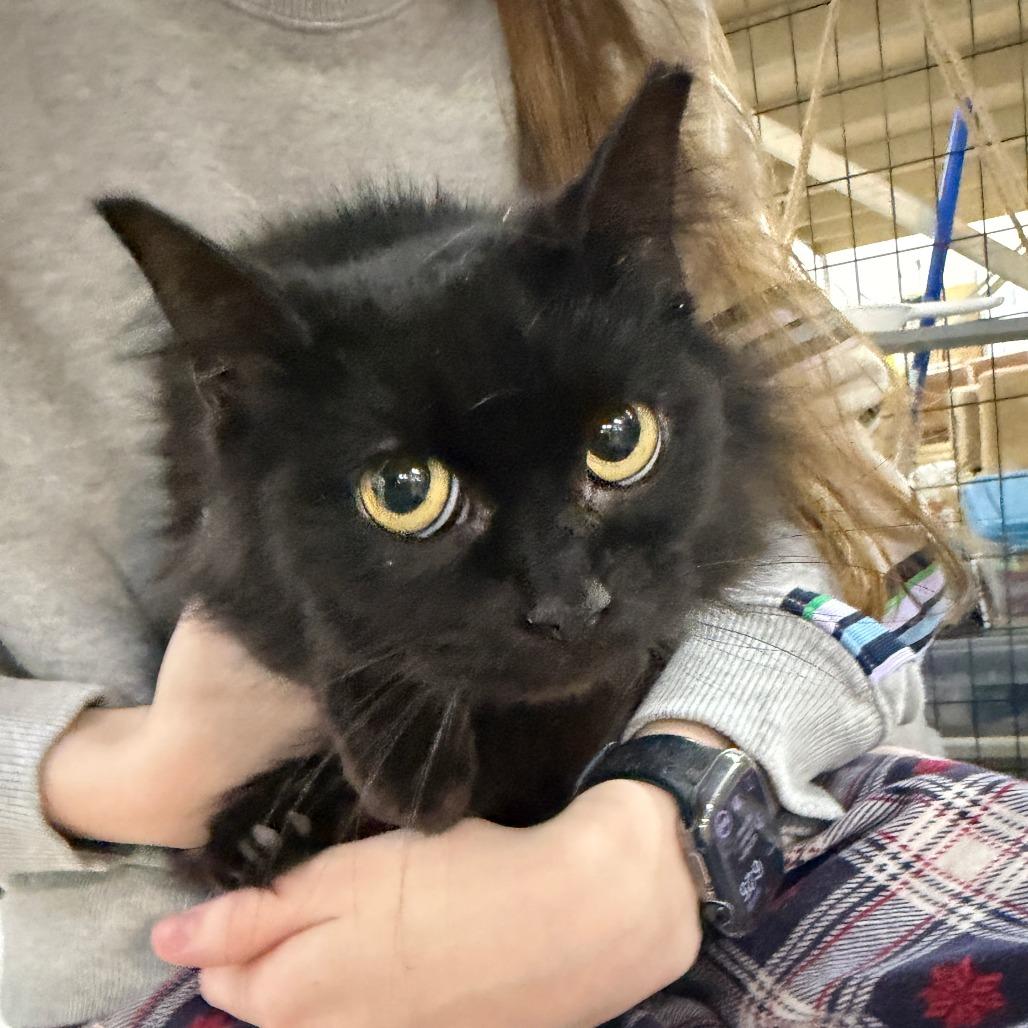 Zoey-light pink collar, Adoptable, Adult Female Domestic Medium Hair.