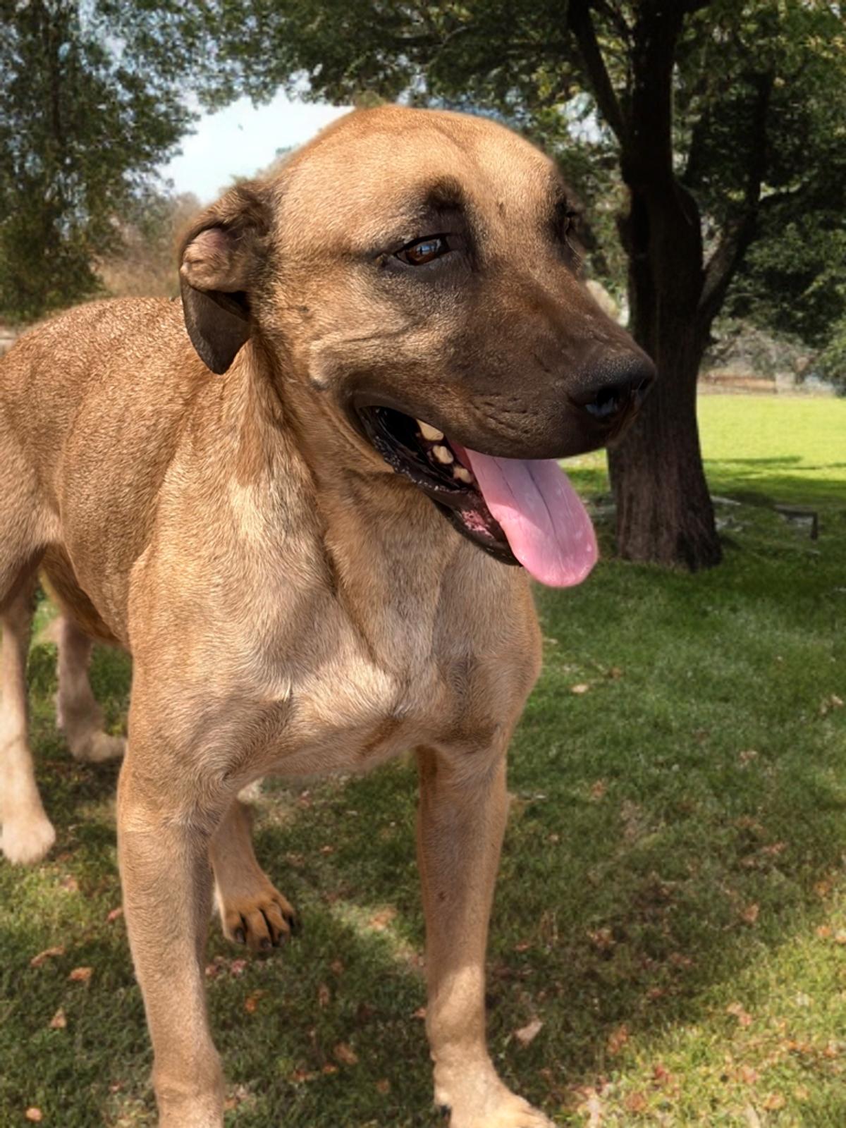 Alonzo*, Adoptable, Adult Male Labrador Retriever.