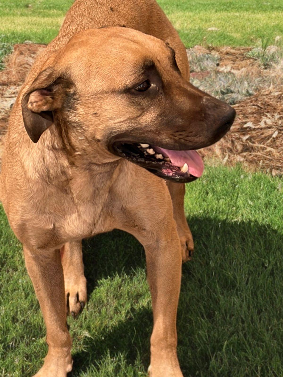 Enlarge Alonzo*, a Adoptable Labrador Retriever in Kingman, AZ image 2/3