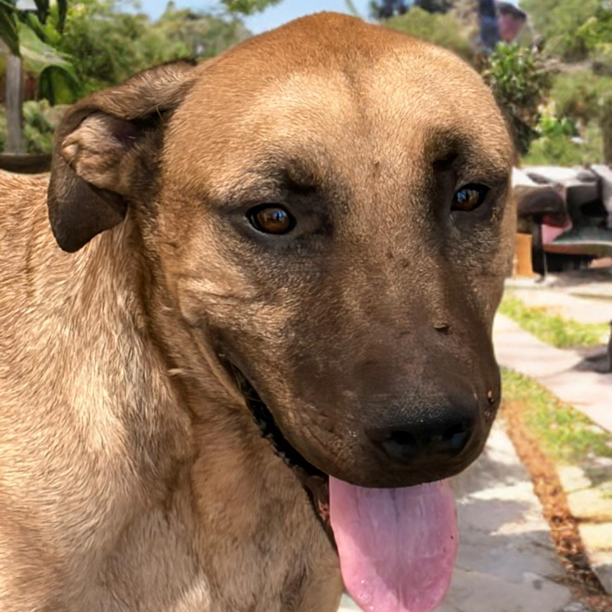 Enlarge Alonzo*, a Adoptable Labrador Retriever in Kingman, AZ image 3/3