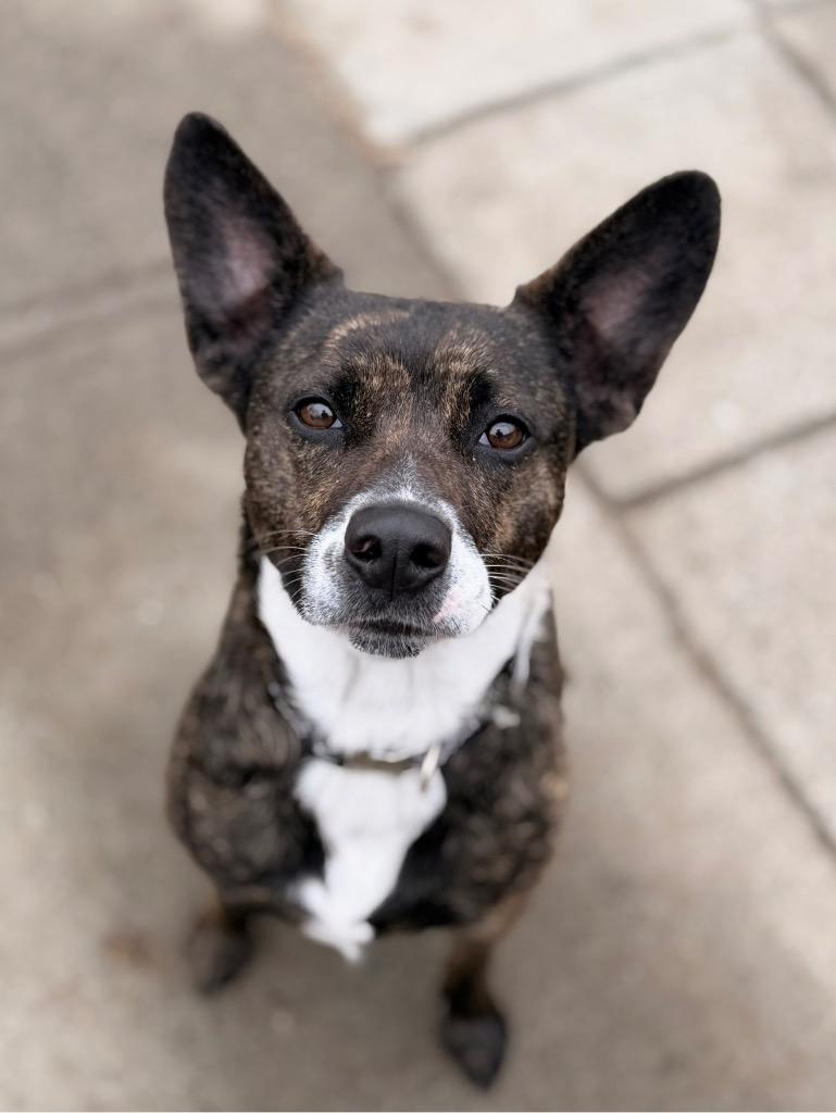 Enlarge Baby Girl, a Adoptable mixed breed in Peru, NY image 1/2