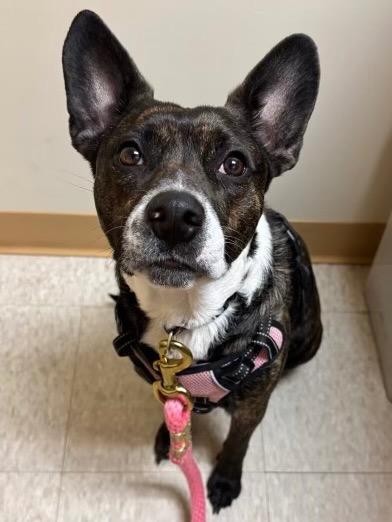 Enlarge Baby Girl, a Adoptable mixed breed in Peru, NY image 2/2