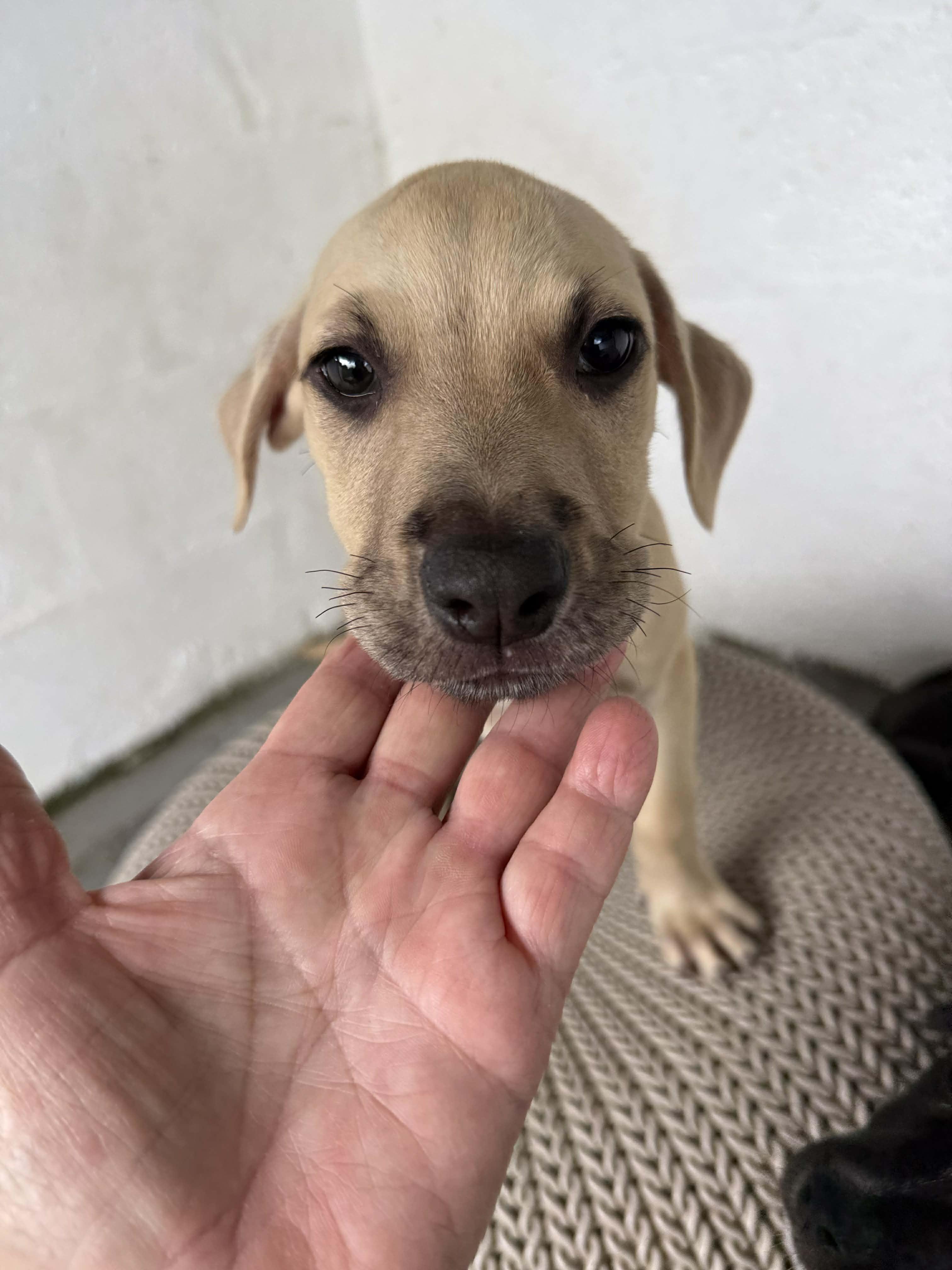 Enlarge Rip Curl, a Adoptable mixed breed in Portland, ME image 5/5