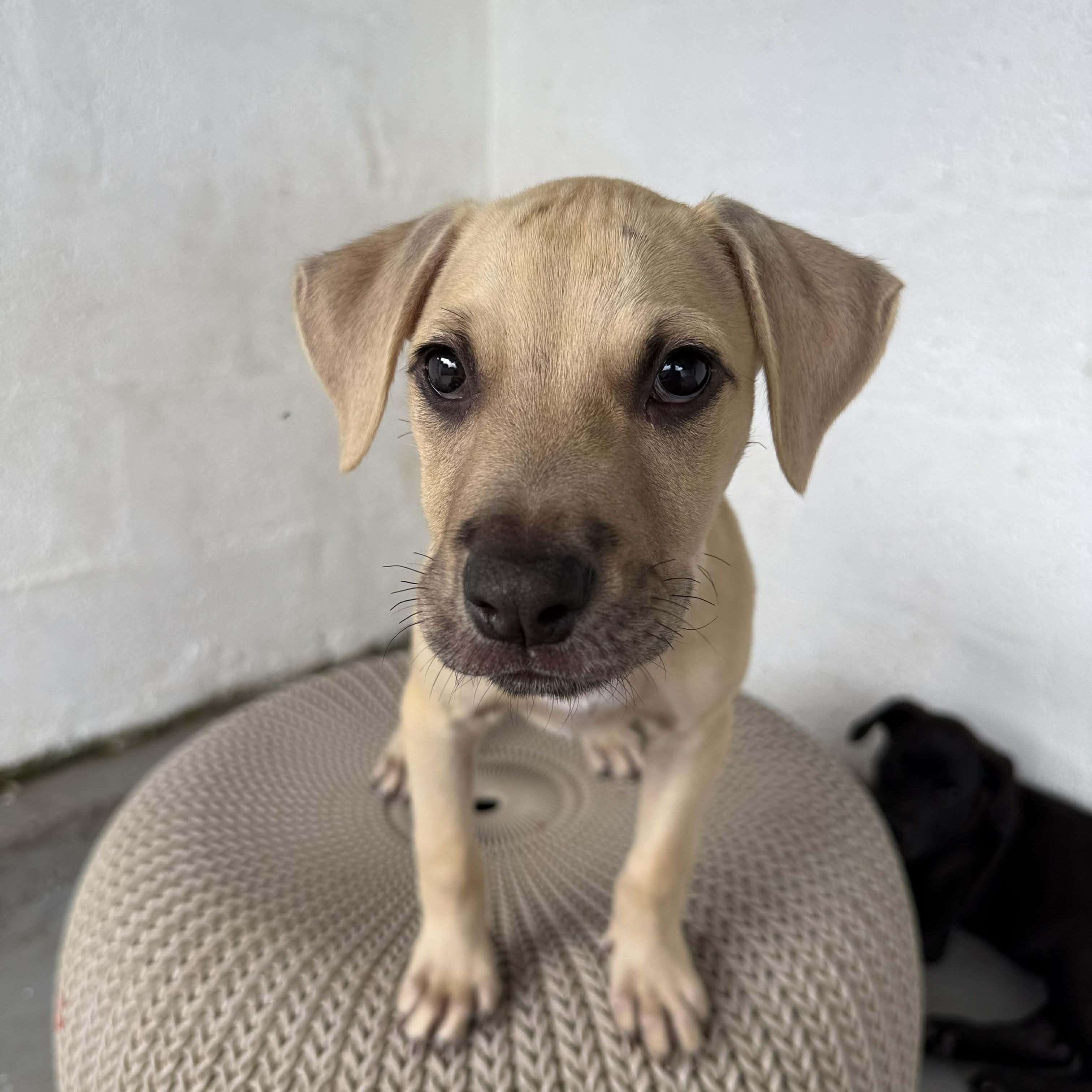 Enlarge Rip Curl, a Adoptable mixed breed in Portland, ME image 1/5