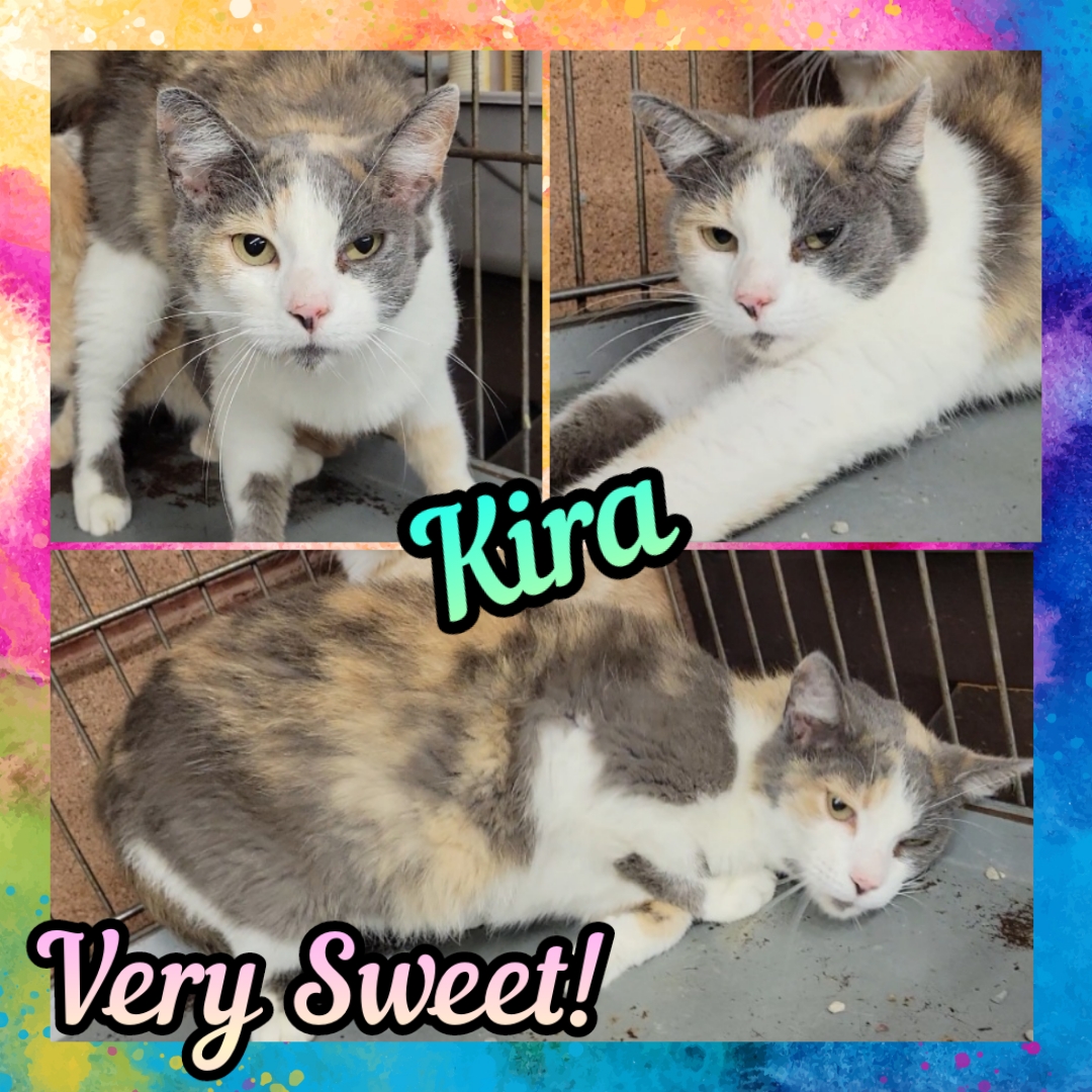 Cat for adoption KIRA, a Domestic Short Hair in Buckhannon, WV Petfinder