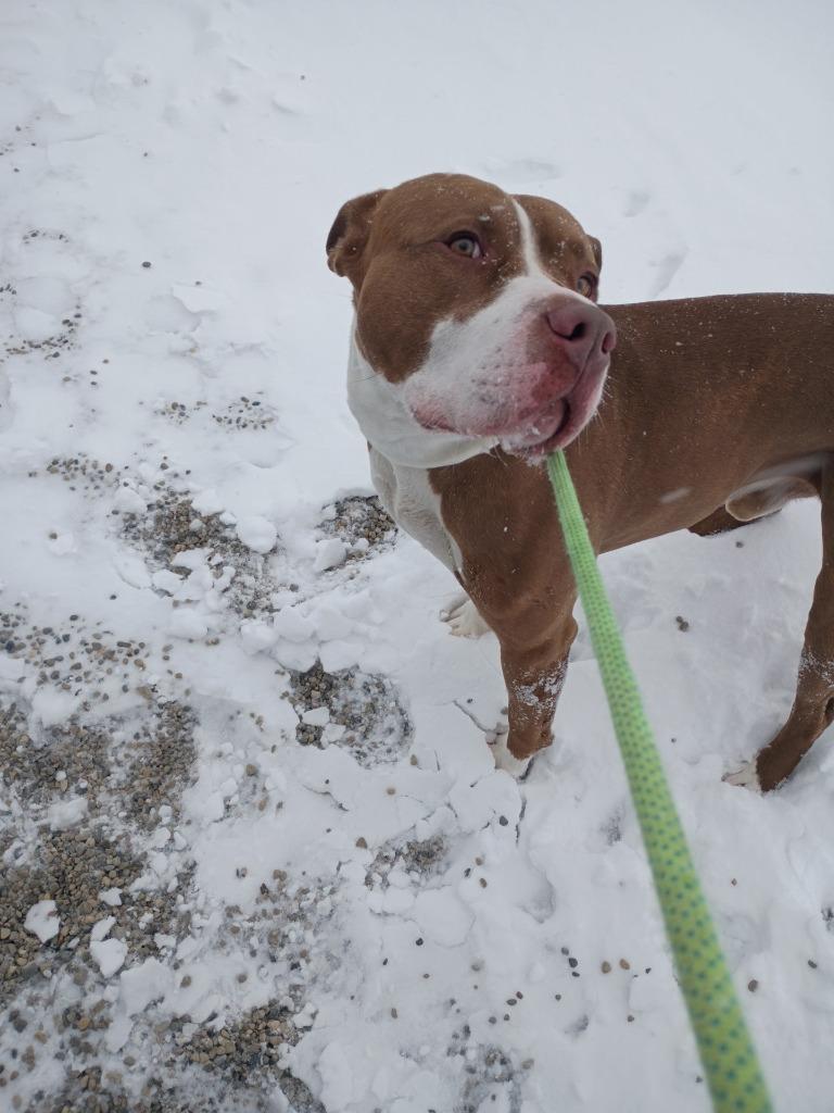Peanut, Adoptable, Adult Male Pit Bull Terrier & Labrador Retriever.