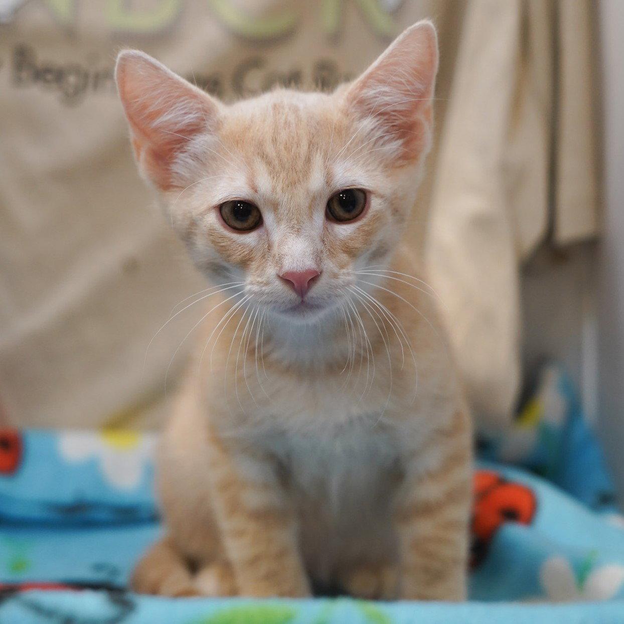 Cafe au Lait, Adoptable, Kitten Male Tabby & Domestic Short Hair.