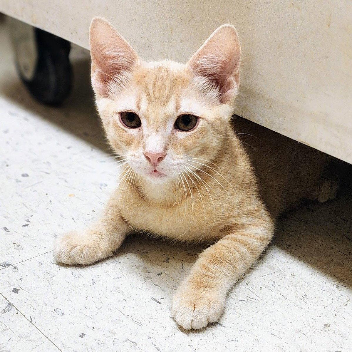 Cafe au Lait, Adoptable, Kitten Male Tabby & Domestic Short Hair.
