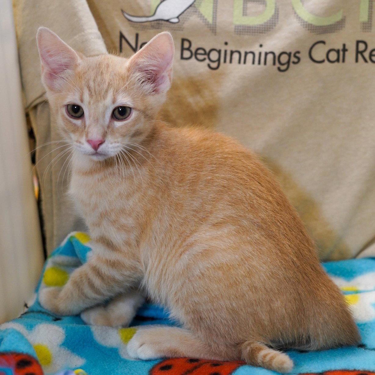 Cafe au Lait, a Adoptable mixed breed in Garland, TX image 2/3