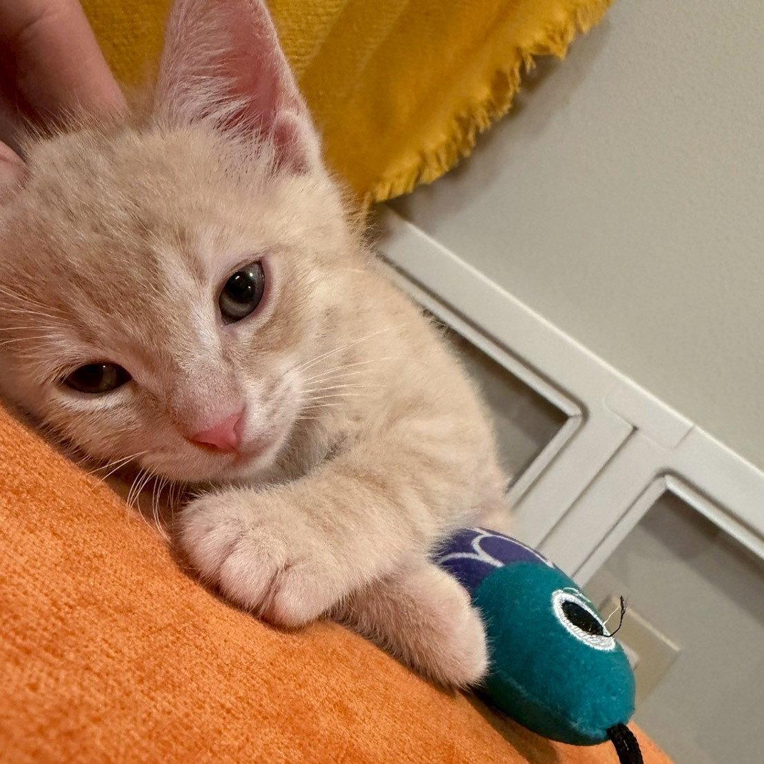 Cafe au Lait, a Adoptable mixed breed in Garland, TX image 3/3