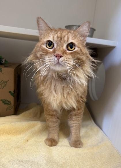 Angelo, Adoptable, Adult Male Domestic Medium Hair & Domestic Short Hair.