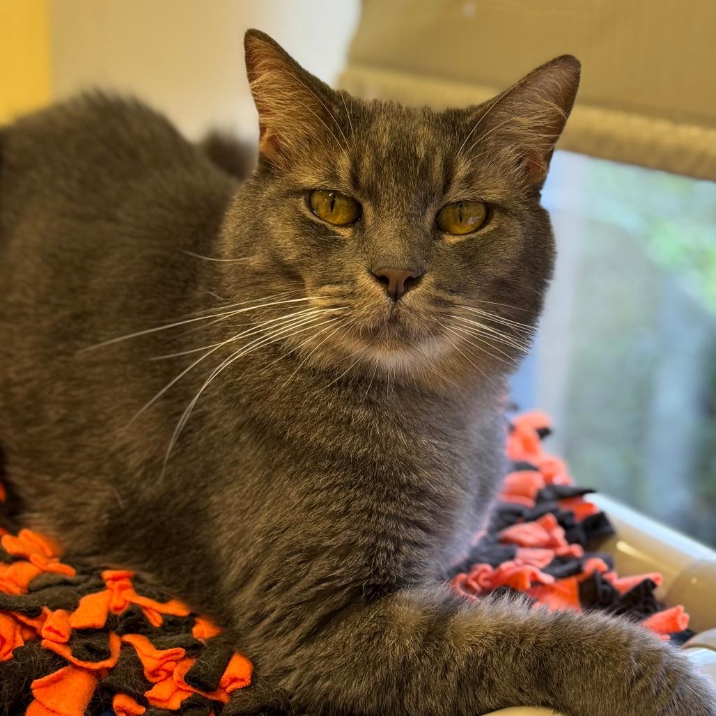 Enlarge George, a Adoptable Domestic Short Hair in Naples, FL image 1/3