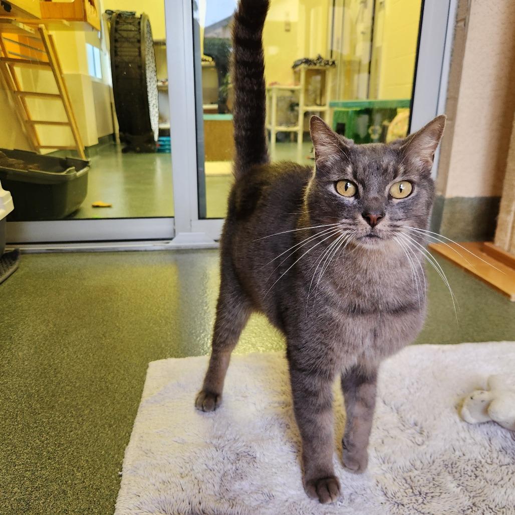 Enlarge George, a Adoptable Domestic Short Hair in Naples, FL image 2/3