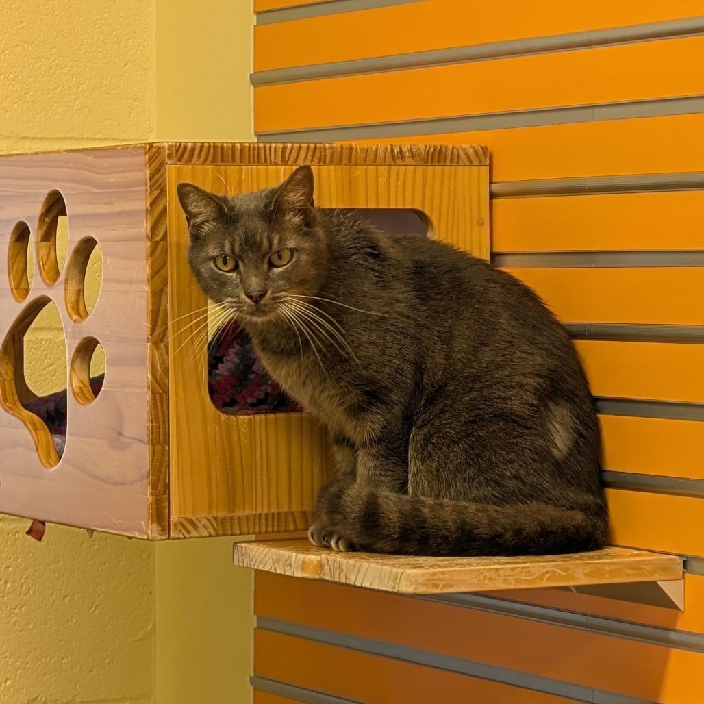 Enlarge George, a Adoptable Domestic Short Hair in Naples, FL image 3/3