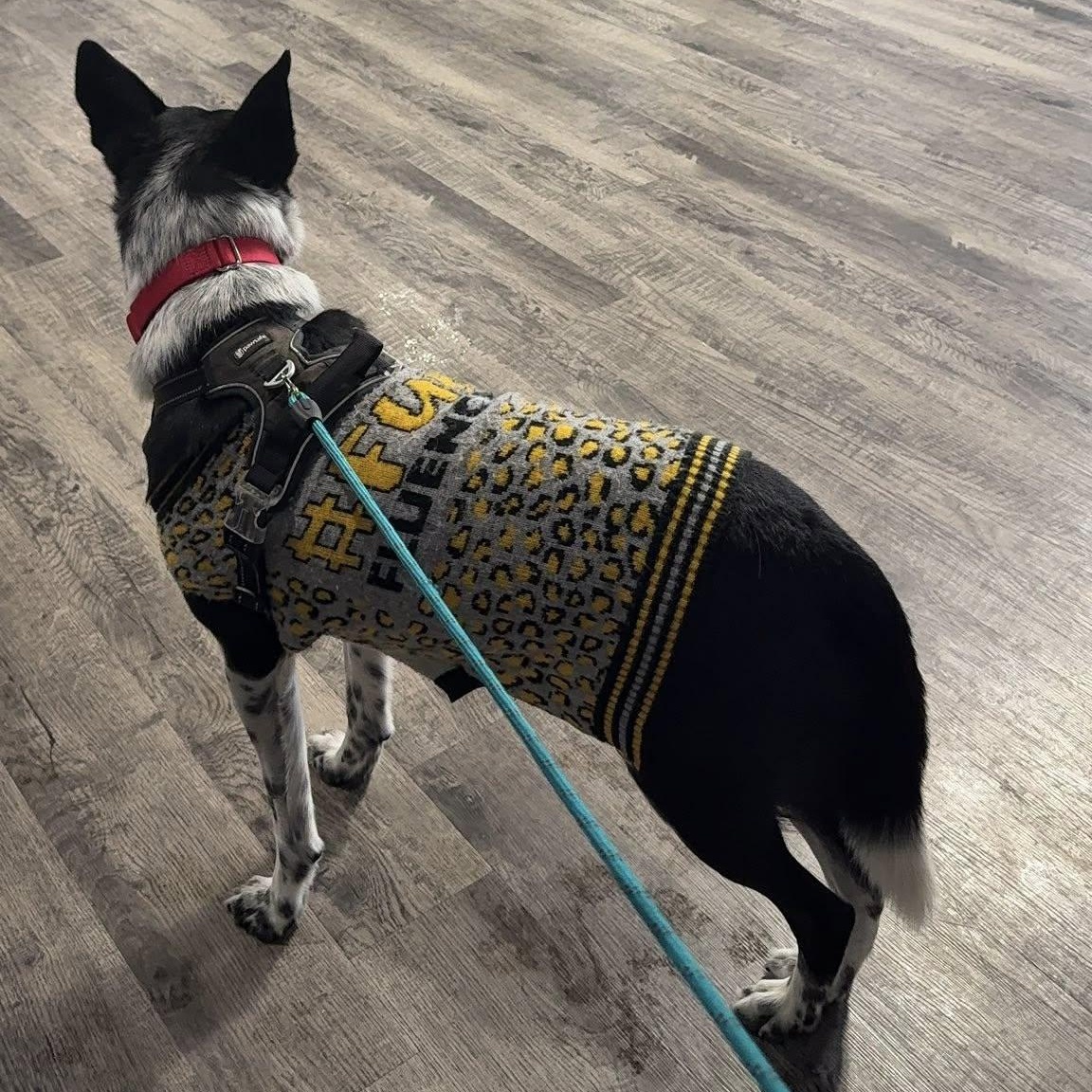 Enlarge Dude, a ADOPTABLE mixed breed in Alma, MI image 2/2