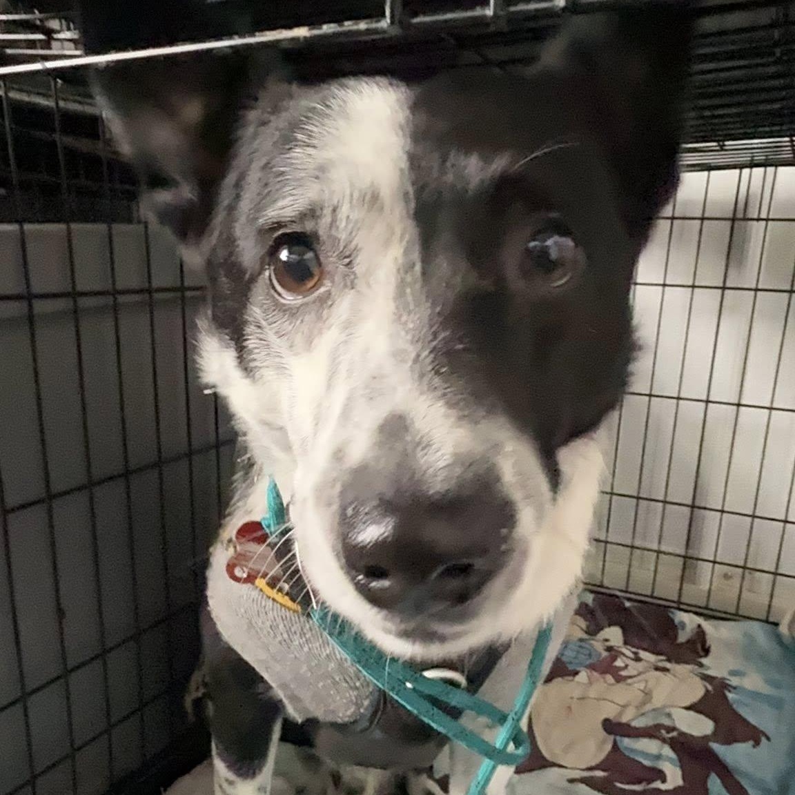 Enlarge Dude, a ADOPTABLE mixed breed in Alma, MI image 1/2