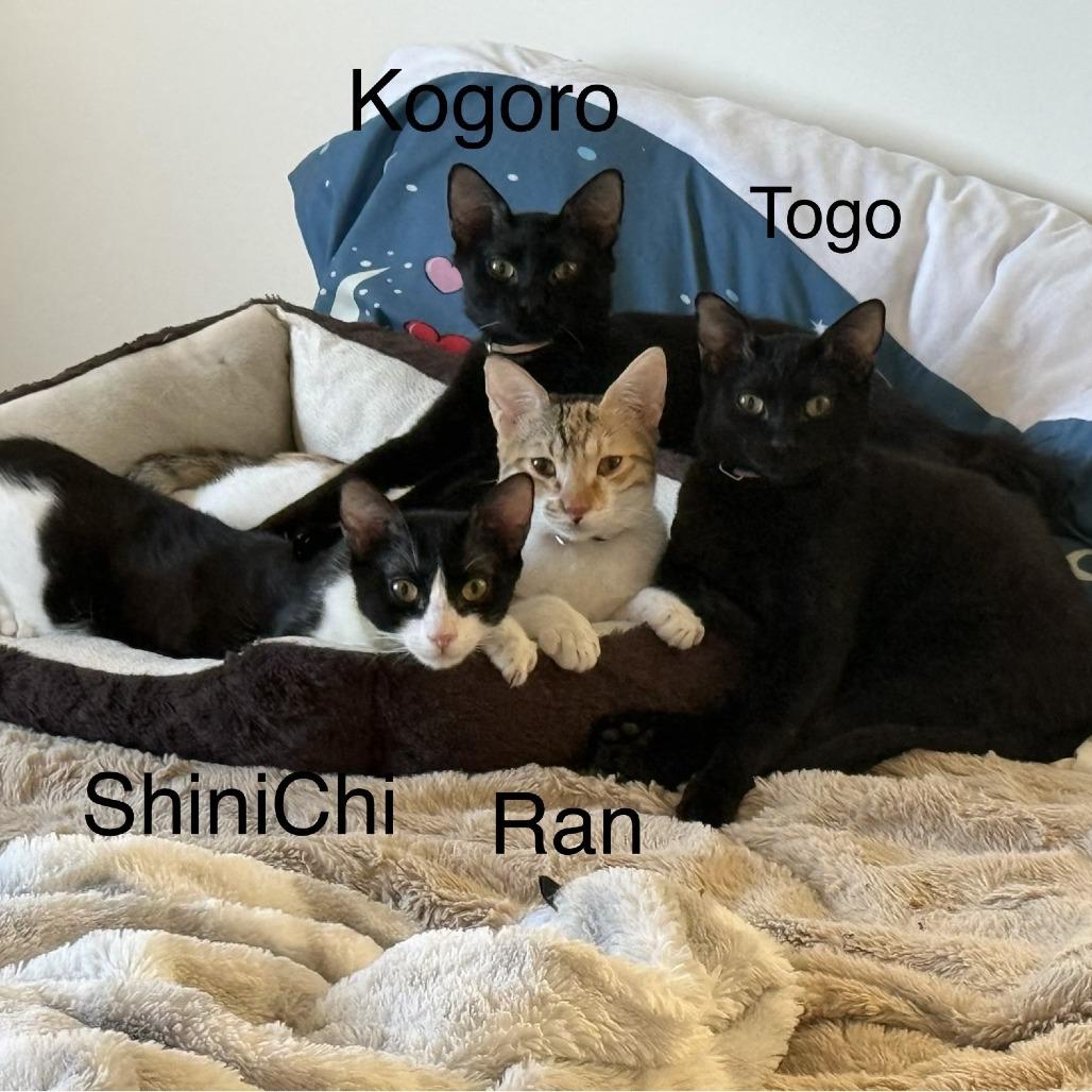 ShiniChi — thumbnail 3