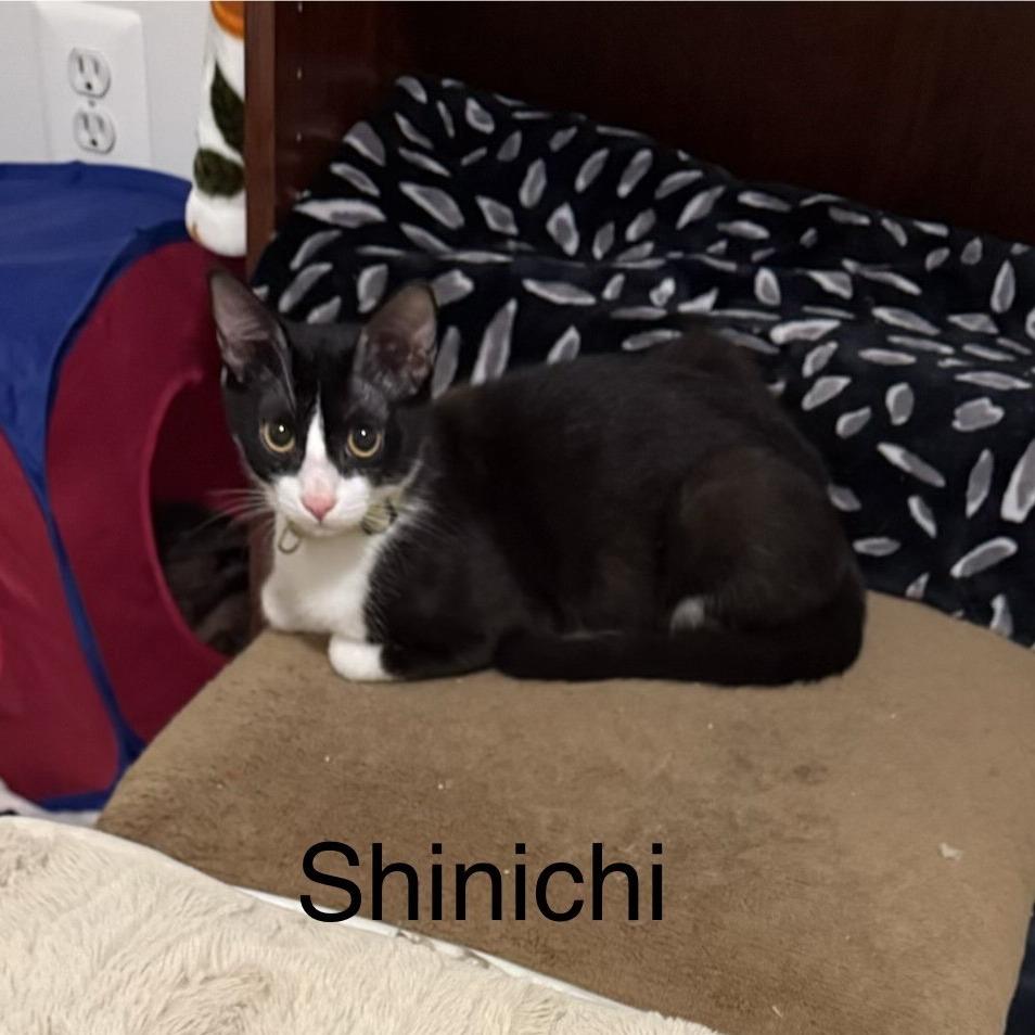 ShiniChi — thumbnail 4