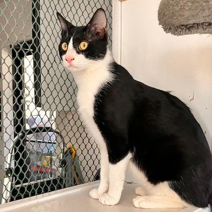 ShiniChi — thumbnail 5