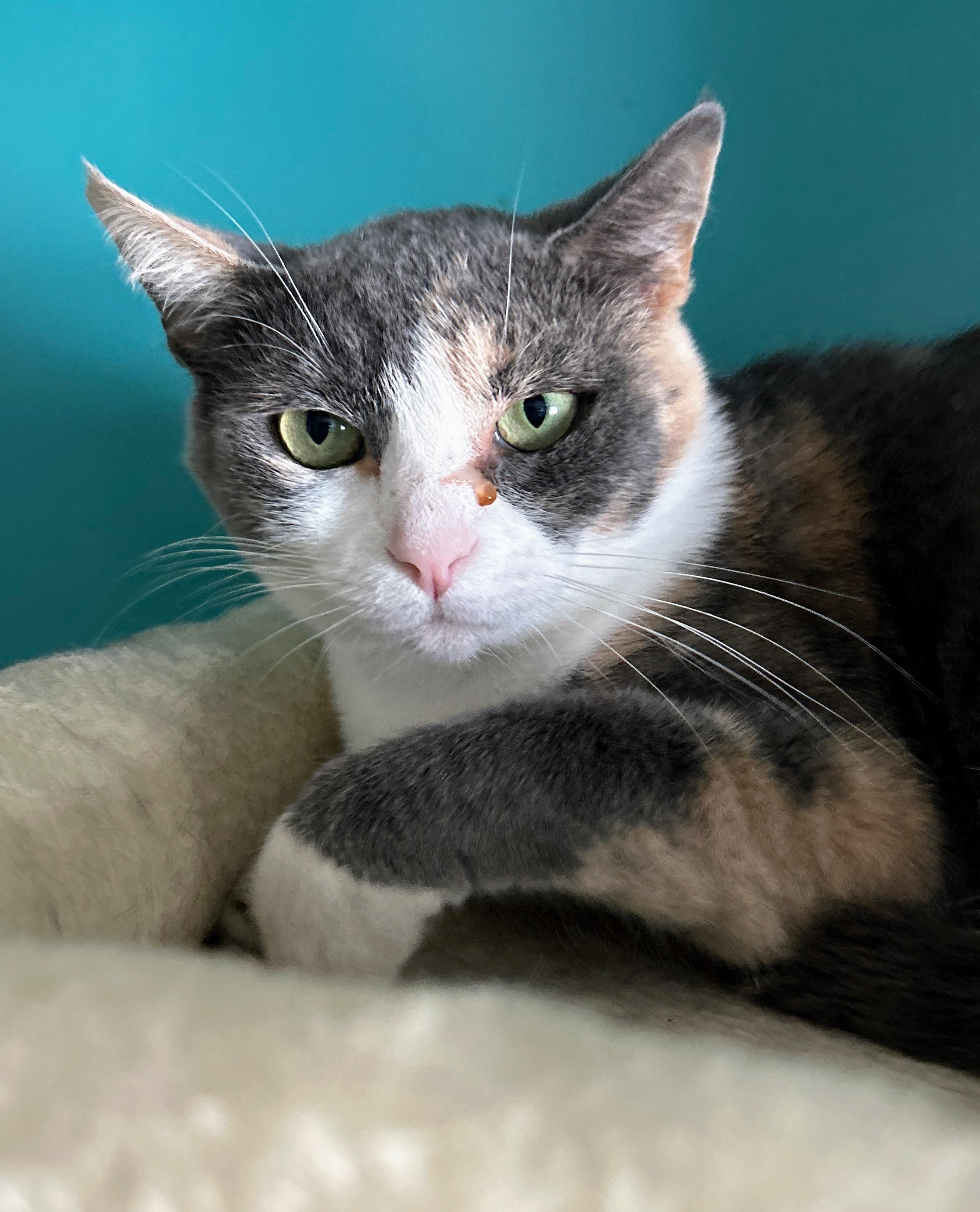 SHASTA, a Adoptable Dilute Tortoiseshell in Scottsburg, IN image 1/2