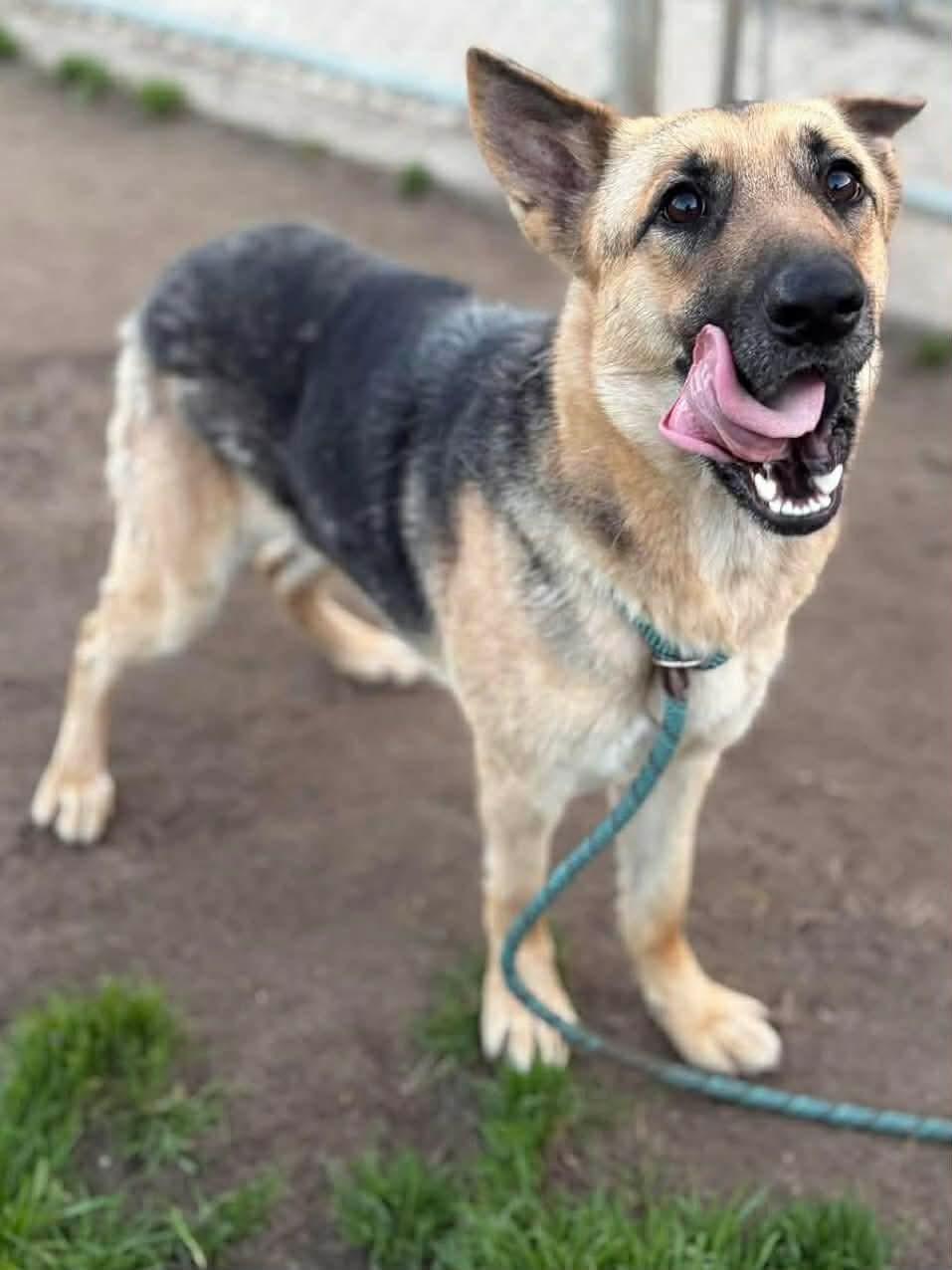 Enlarge Goldie , a ADOPTABLE German Shepherd Dog in Lafayette, CA image 1/1