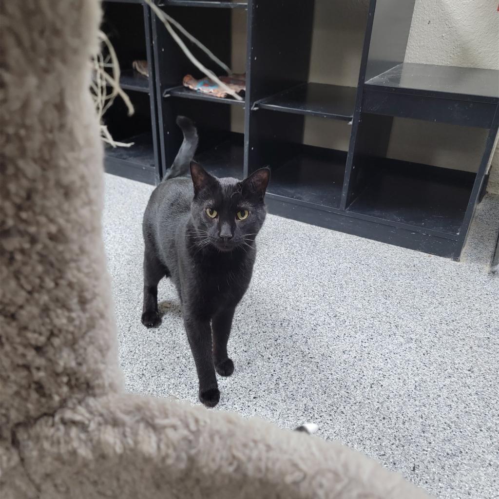 Travis, a Adoptable Domestic Short Hair in Monroe, MI image 1/2