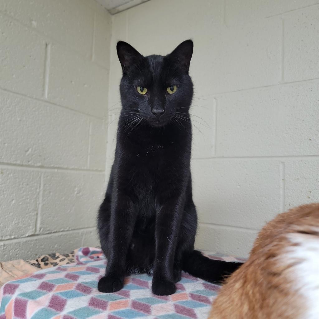 Travis, a Adoptable Domestic Short Hair in Monroe, MI image 2/2