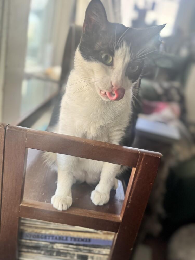 Hamburglar, a Adoptable mixed breed in Wilmington, NC image 1/4