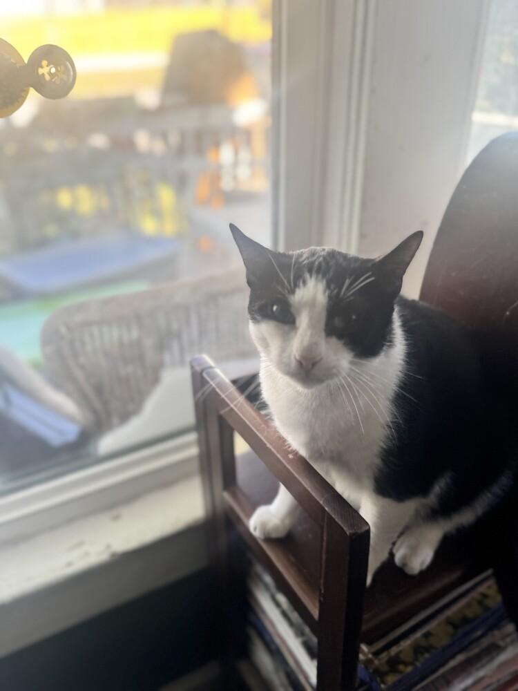 Hamburglar, a Adoptable mixed breed in Wilmington, NC image 2/4