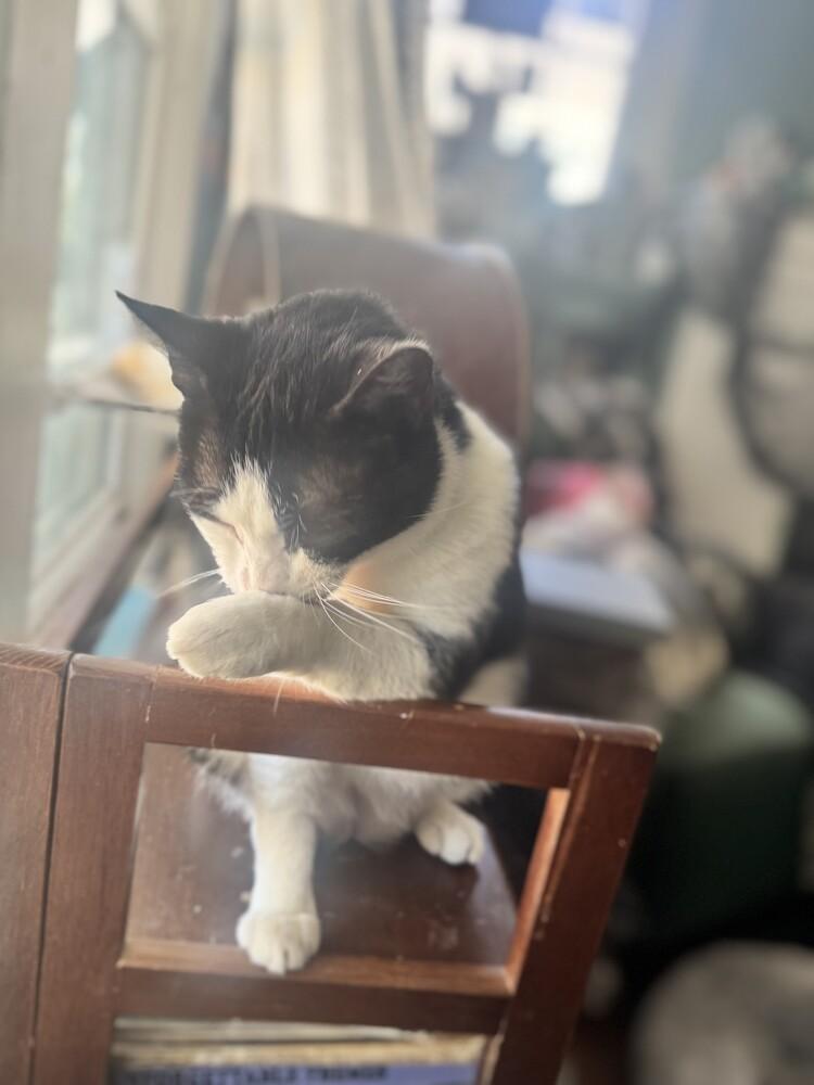 Hamburglar, a Adoptable mixed breed in Wilmington, NC image 3/4