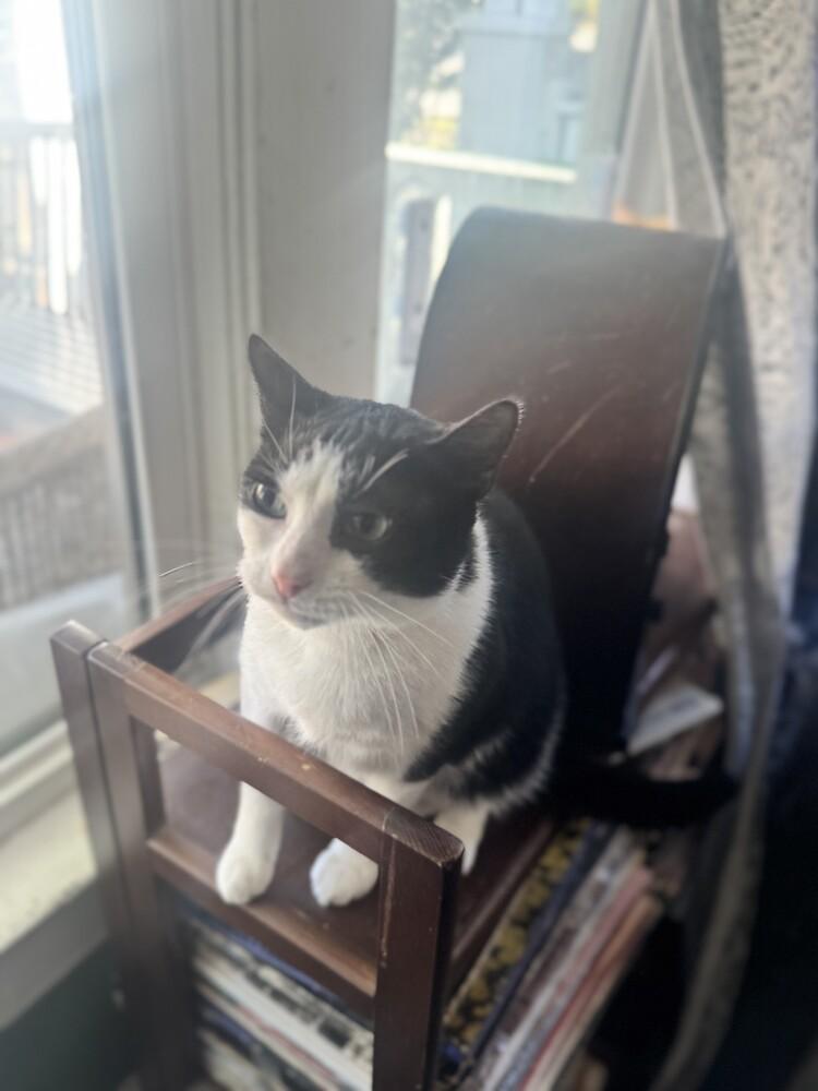 Hamburglar, a Adoptable mixed breed in Wilmington, NC image 4/4