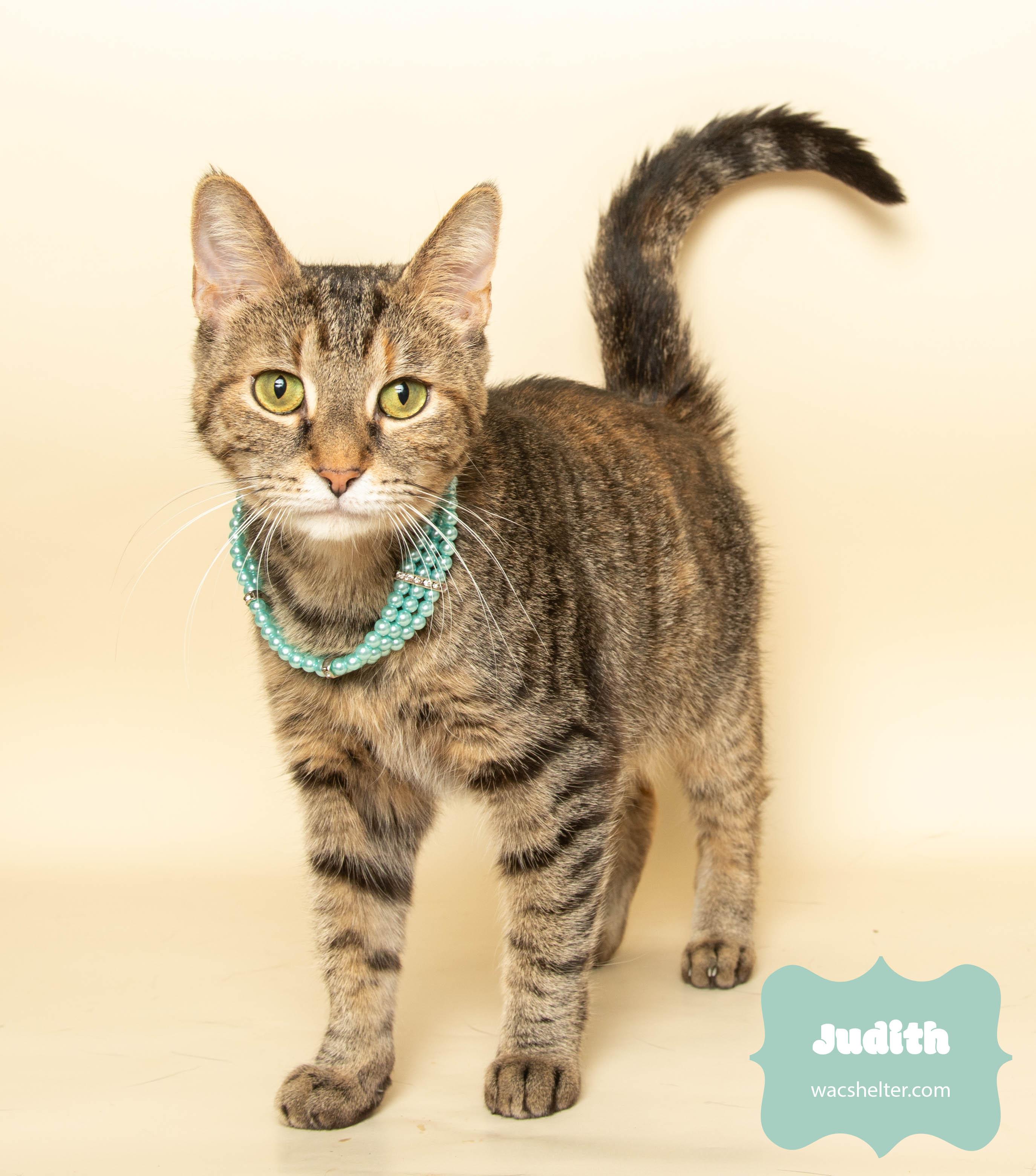 JUDITH (so affectionate), a Adoptable Domestic Short Hair image 2/4