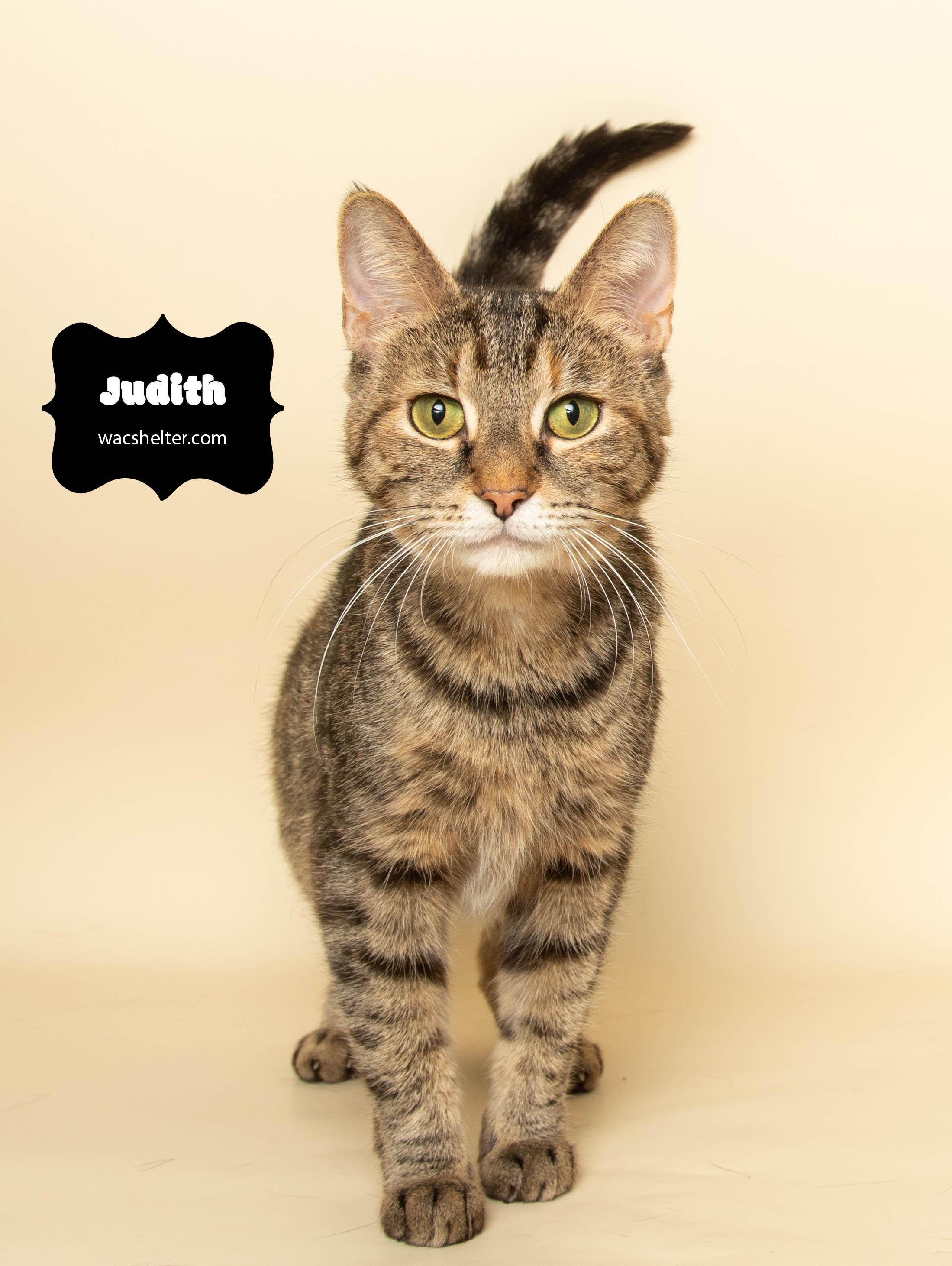 JUDITH (so affectionate), a Adoptable Domestic Short Hair image 3/4