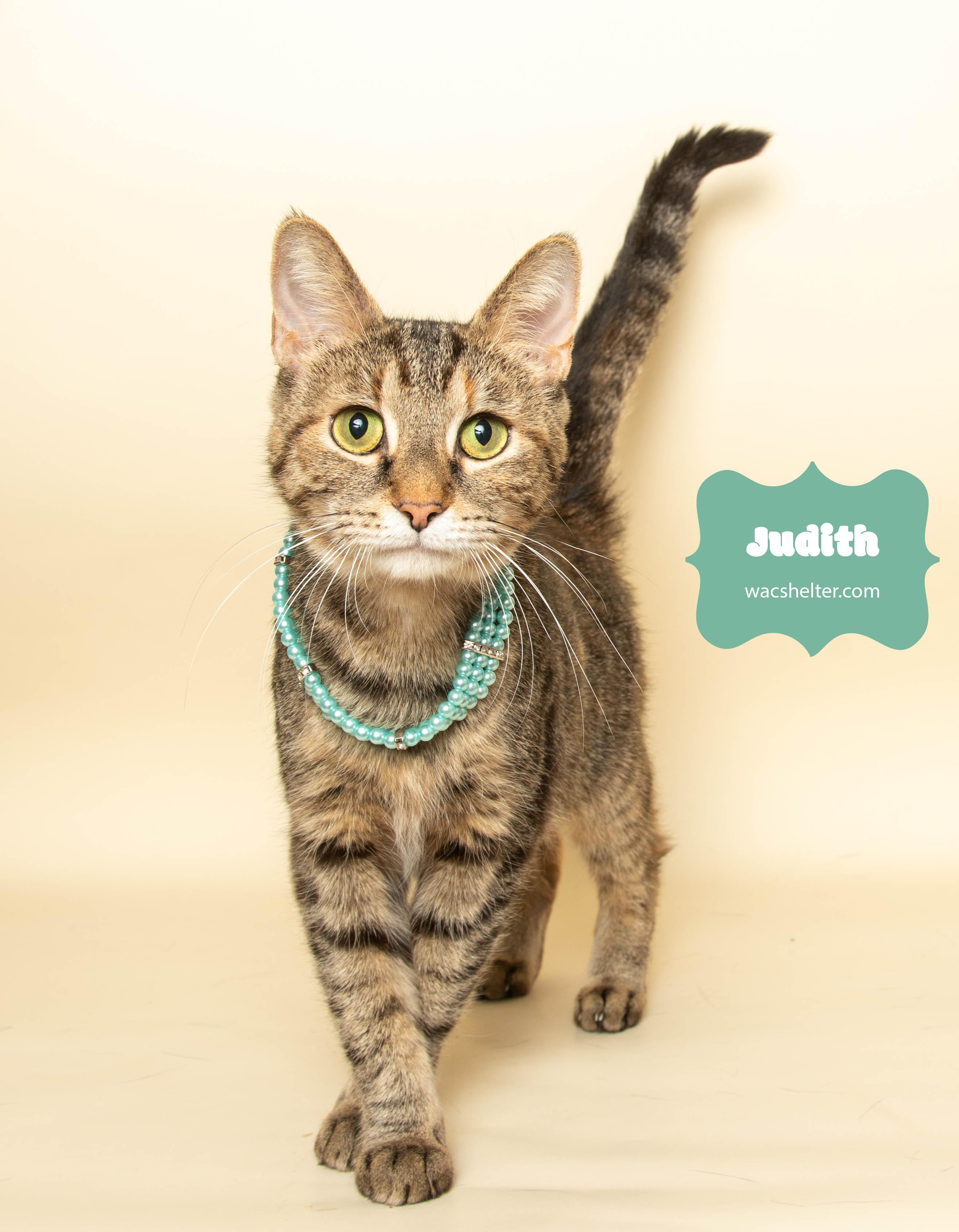 JUDITH (so affectionate), a Adoptable Domestic Short Hair image 1/4