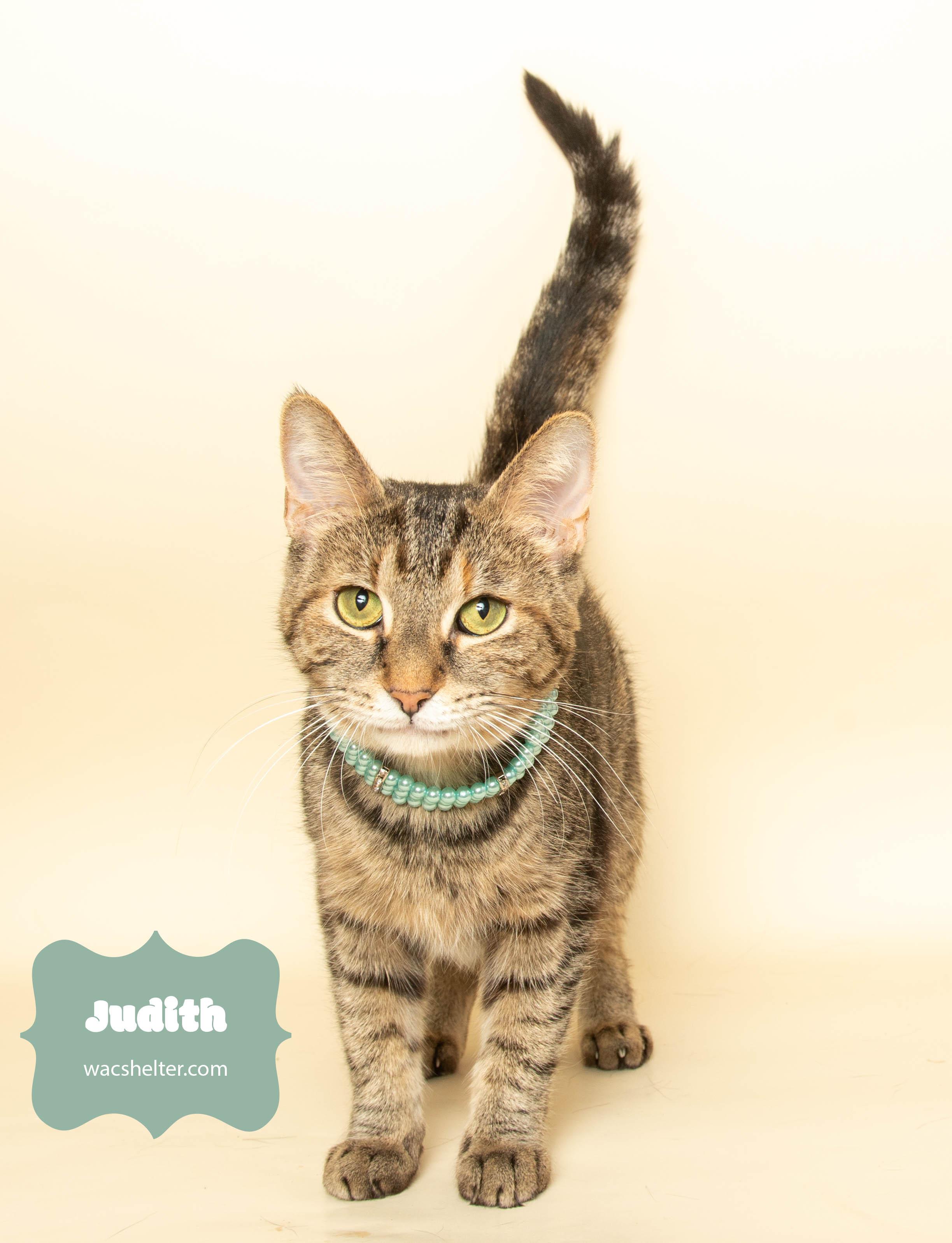 JUDITH (so affectionate), a Adoptable Domestic Short Hair image 4/4