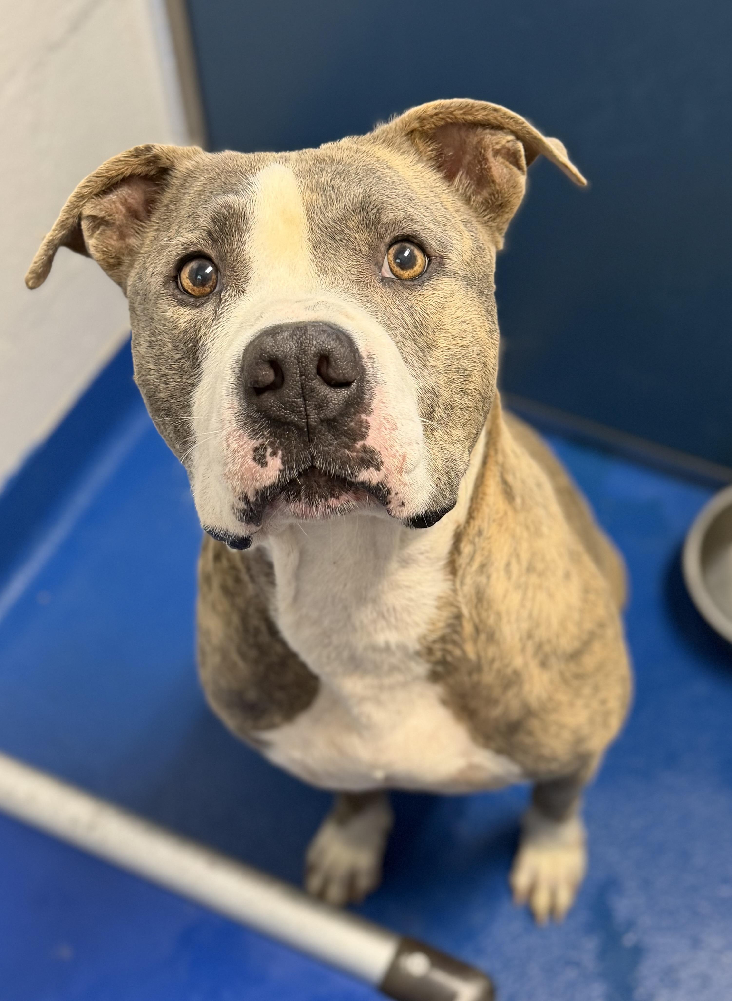 Nip, Adoptable, Adult Male Terrier.
