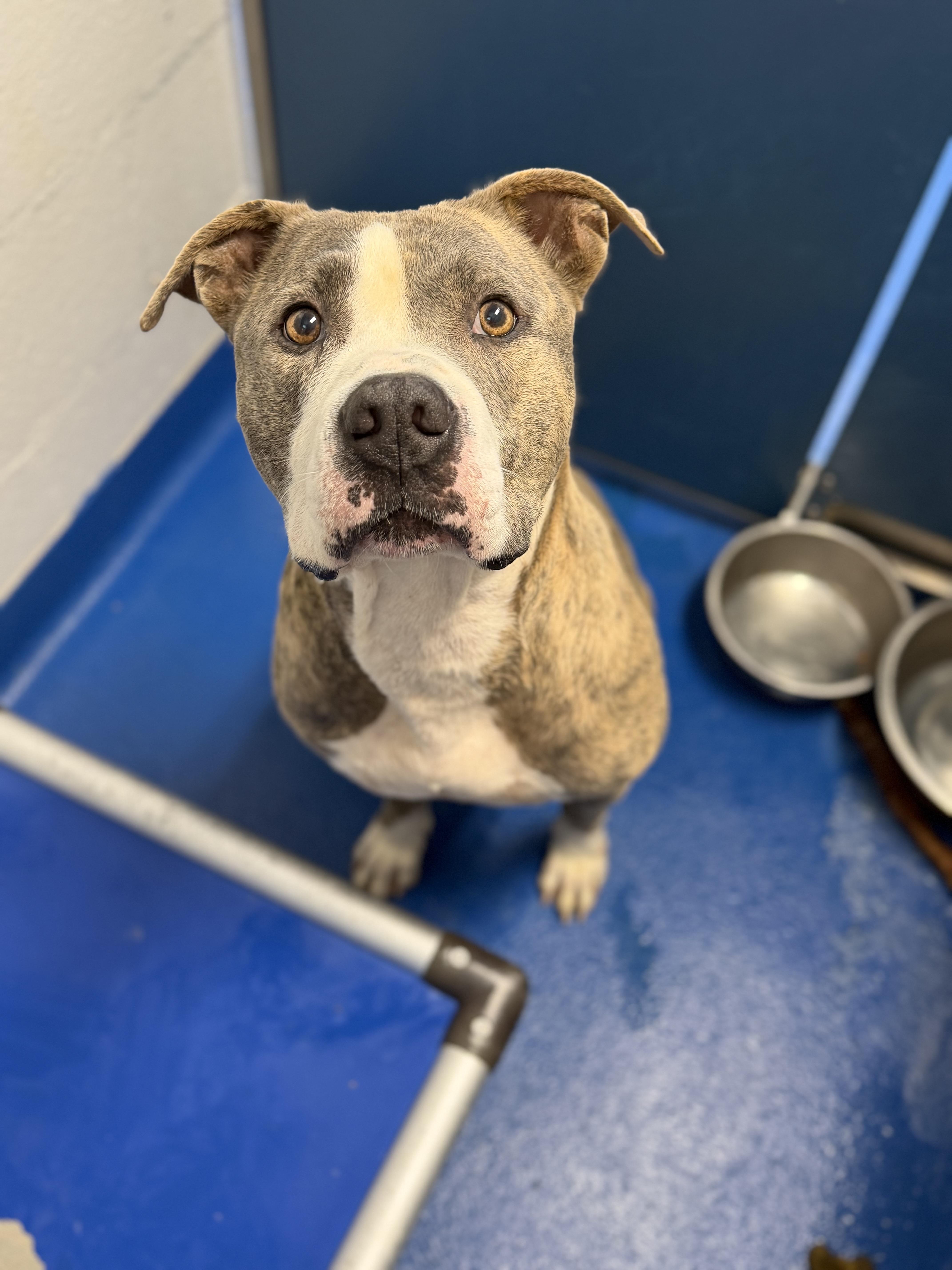 Enlarge Nip, a Adoptable mixed breed in Lancaster, SC image 3/4