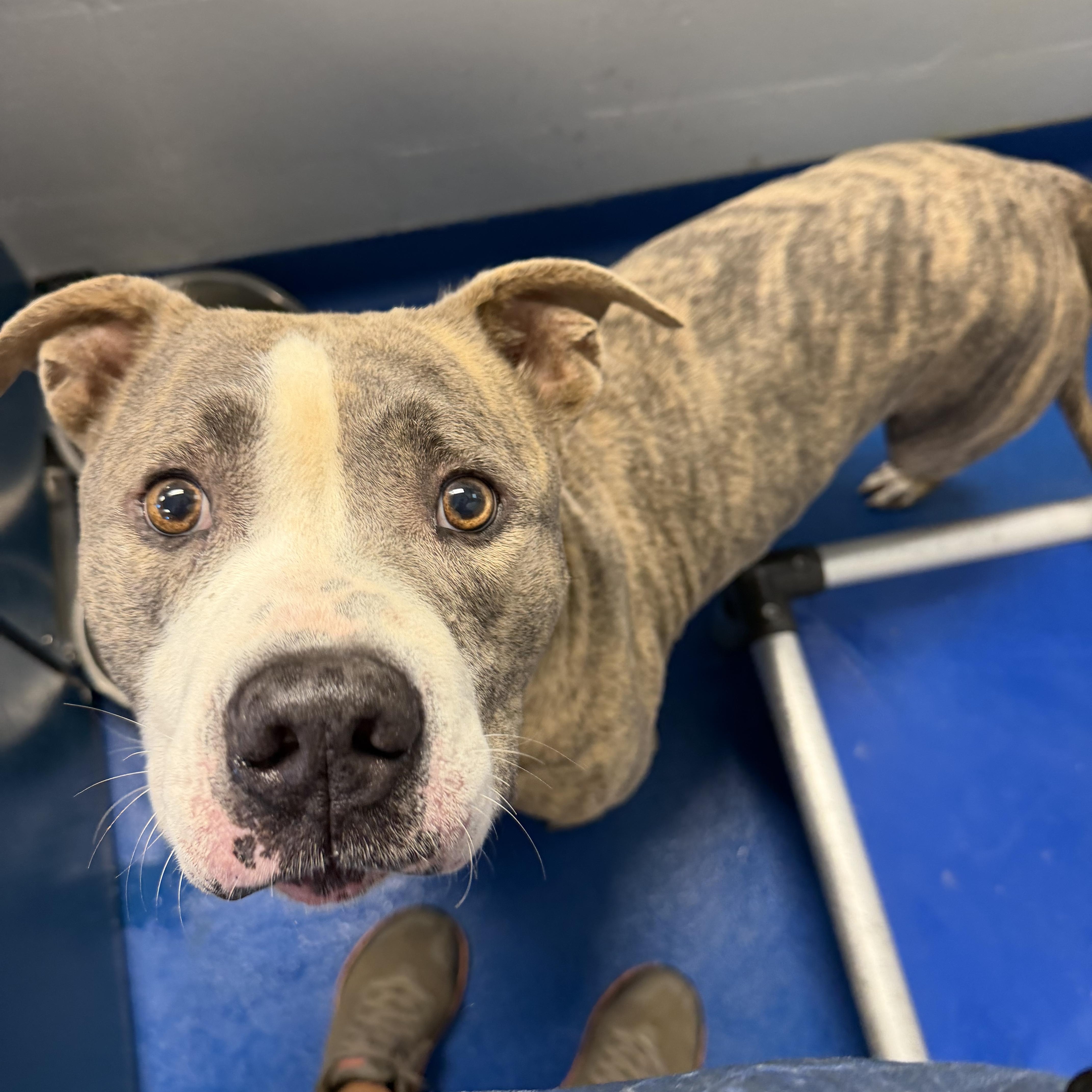 Enlarge Nip, a Adoptable mixed breed in Lancaster, SC image 4/4