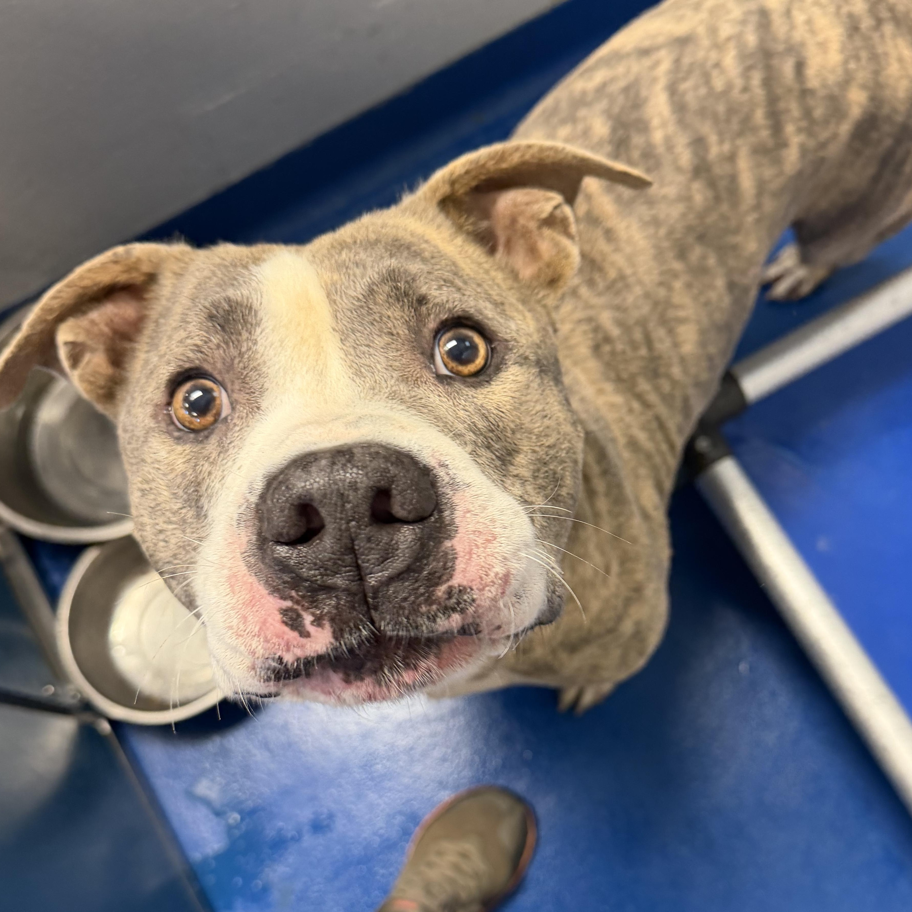 Enlarge Nip, a Adoptable mixed breed in Lancaster, SC image 2/4